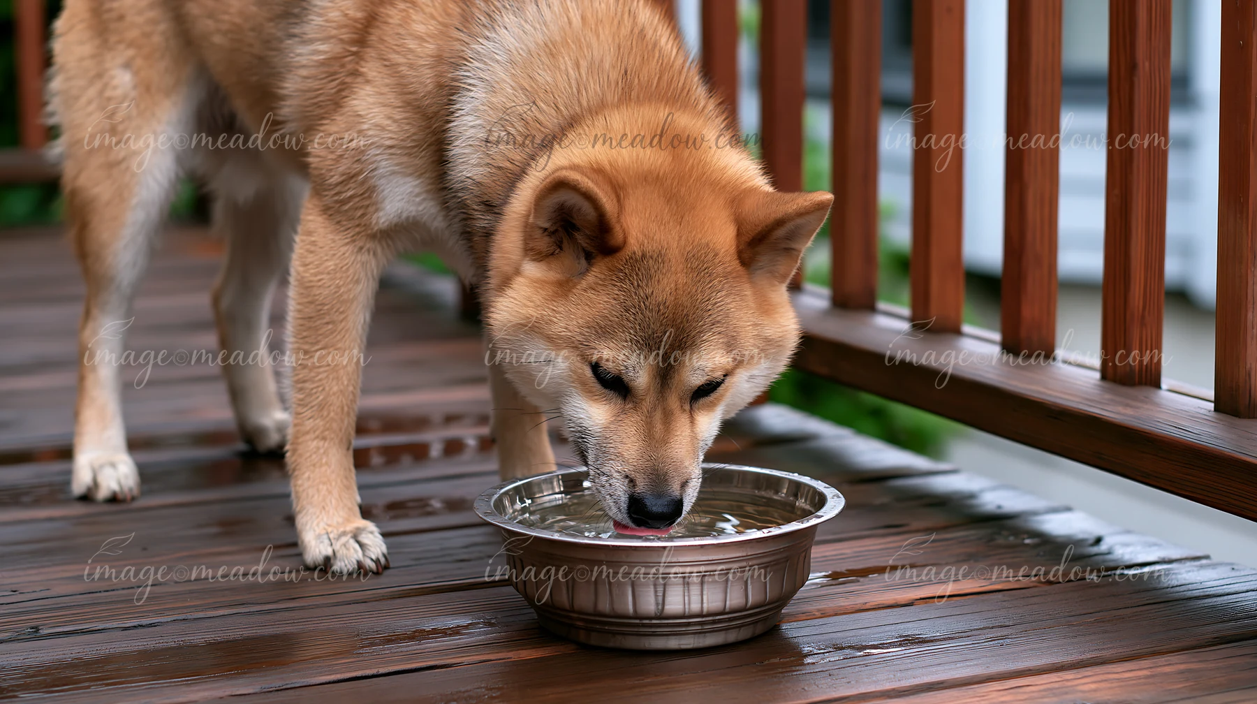 A Shiba Inu is drinking from a water bowl placed on a wooden deck.
