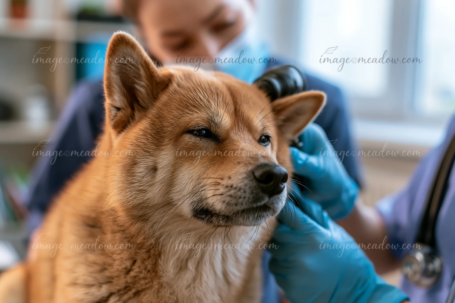 A Shiba Inu is undergoing a checkup at a veterinary clinic while a veterinarian examines its ear.