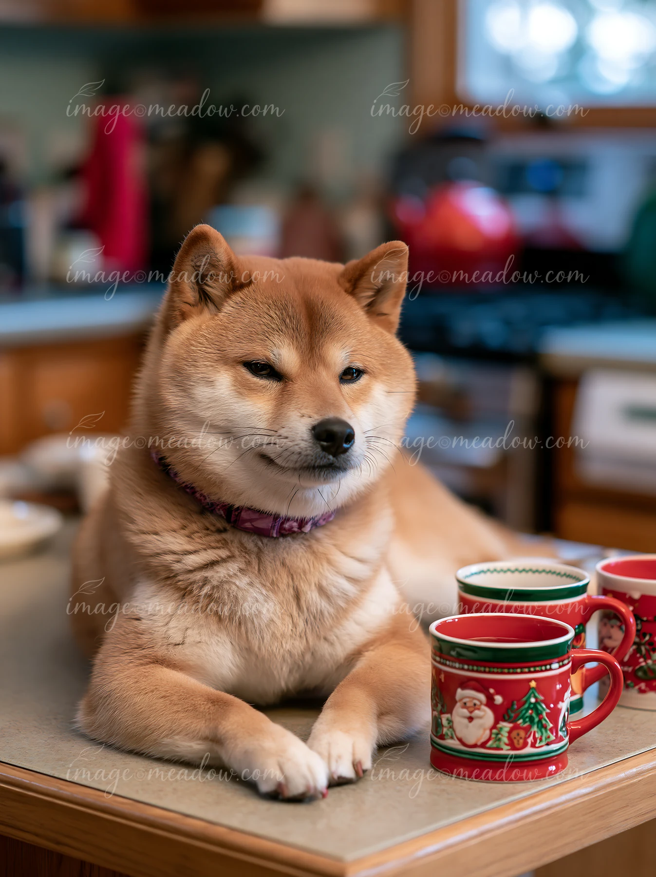 A Shiba Inu lying near holiday mugs on a kitchen counter.