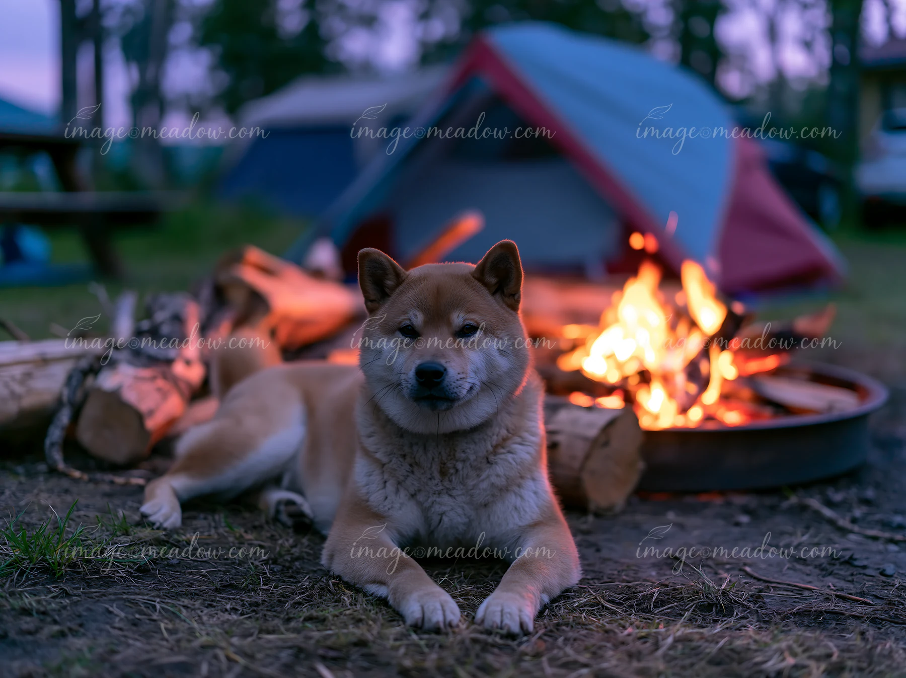 A Shiba Inu near a tent lies comfortably by a campfire in a forest setting during twilight.