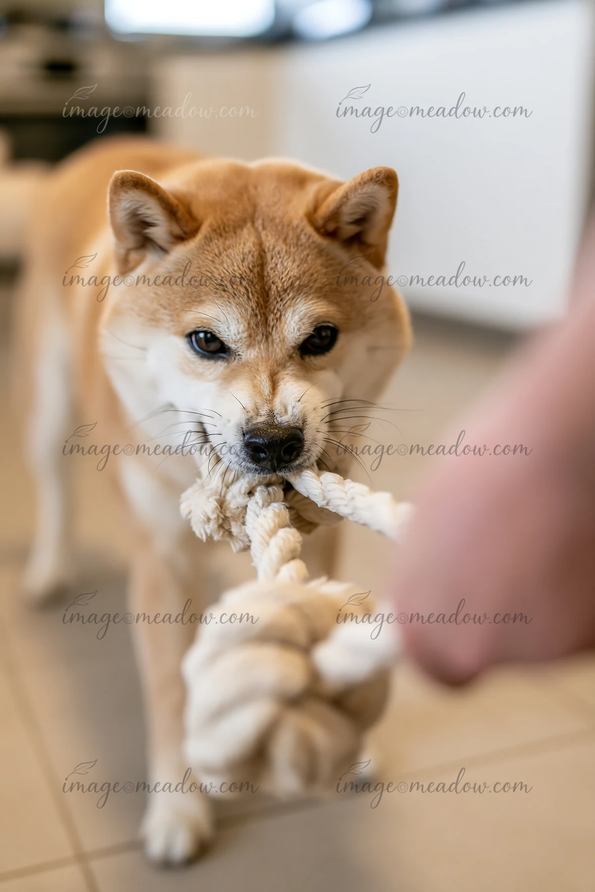 A shiba inu pulls on a rope toy in a home setting while engaging in tug-of-war.