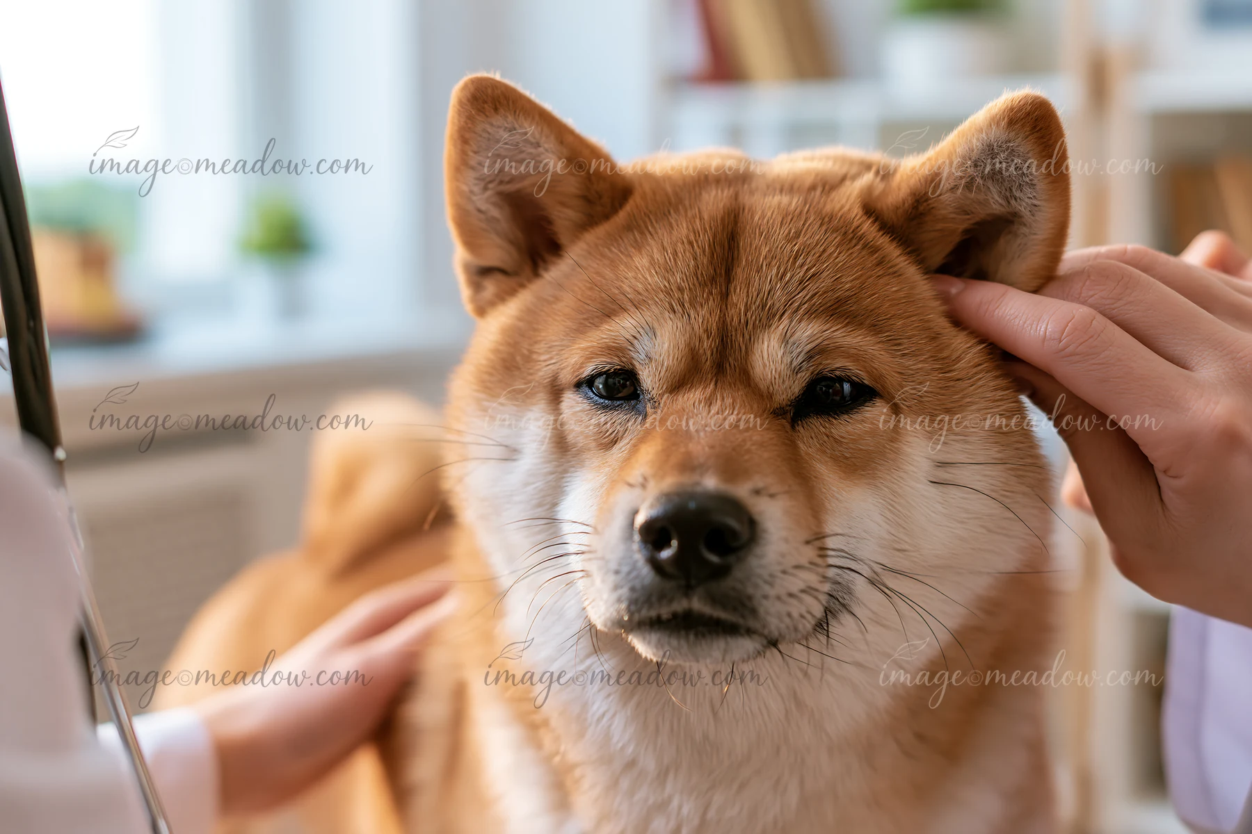 A Shiba Inu sits calmly at a veterinary clinic while receiving a health examination.