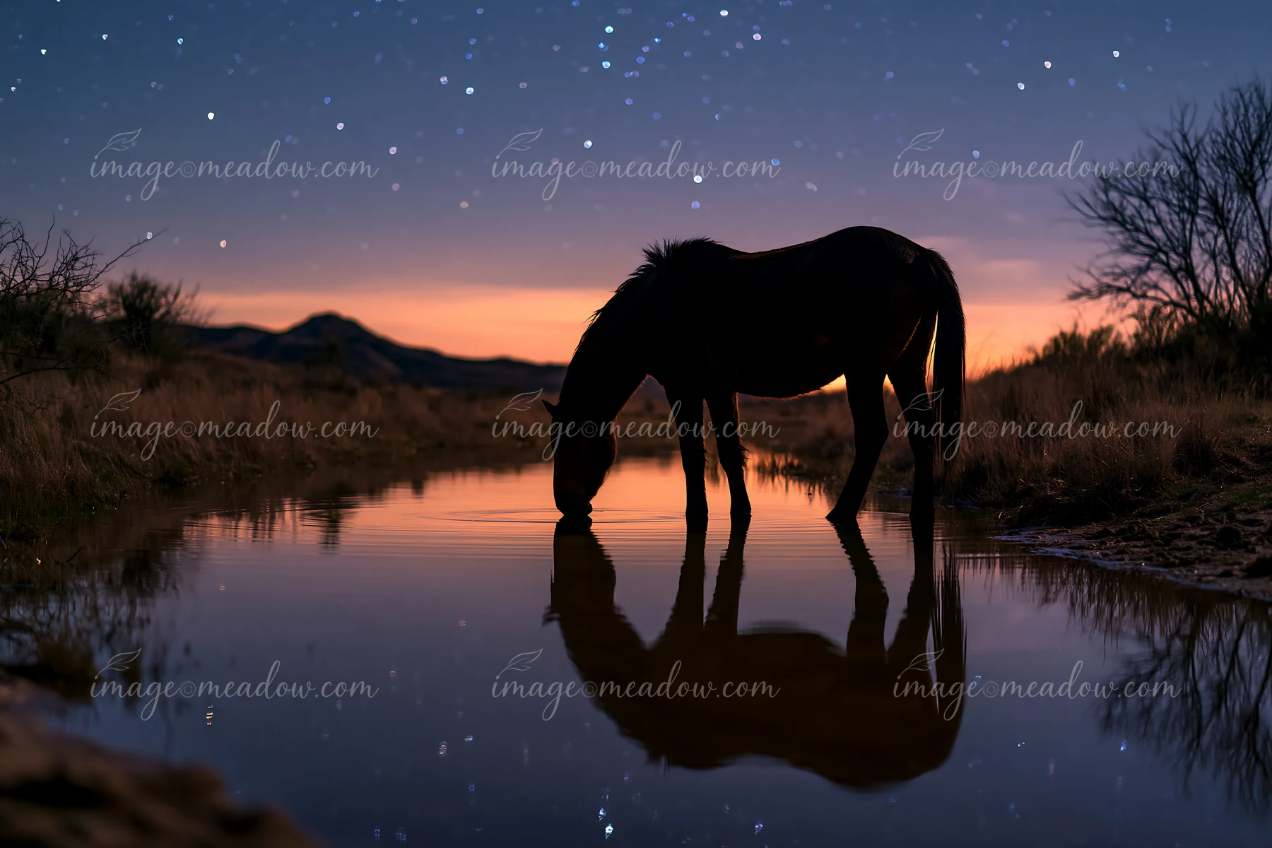 A silhouette of a horse bends down to drink from a calm water source while stars shine above in the night sky.