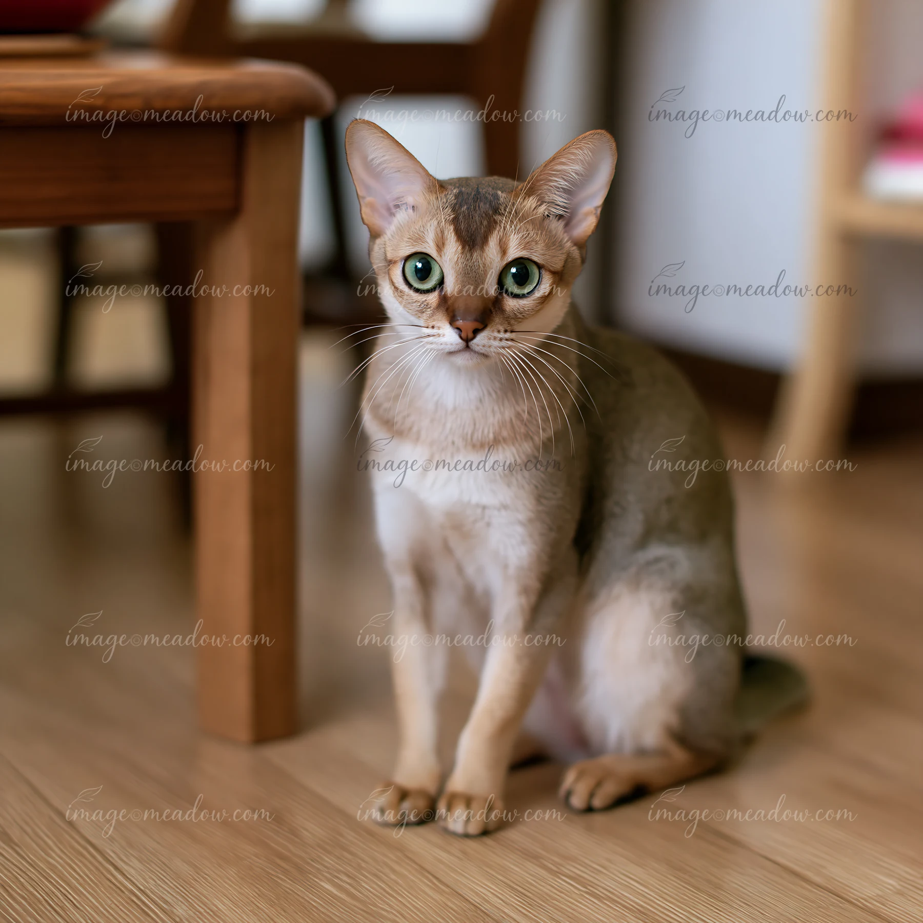 A Singapura cat is sitting on a wooden floor inside a home, featuring simple furniture in the background.