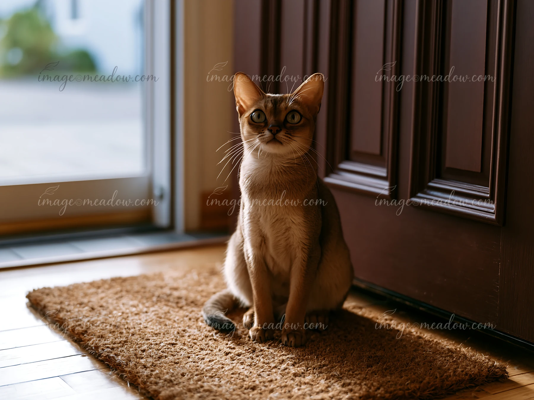 A Singapura cat sits on a welcome mat by the front door, looking towards the camera.