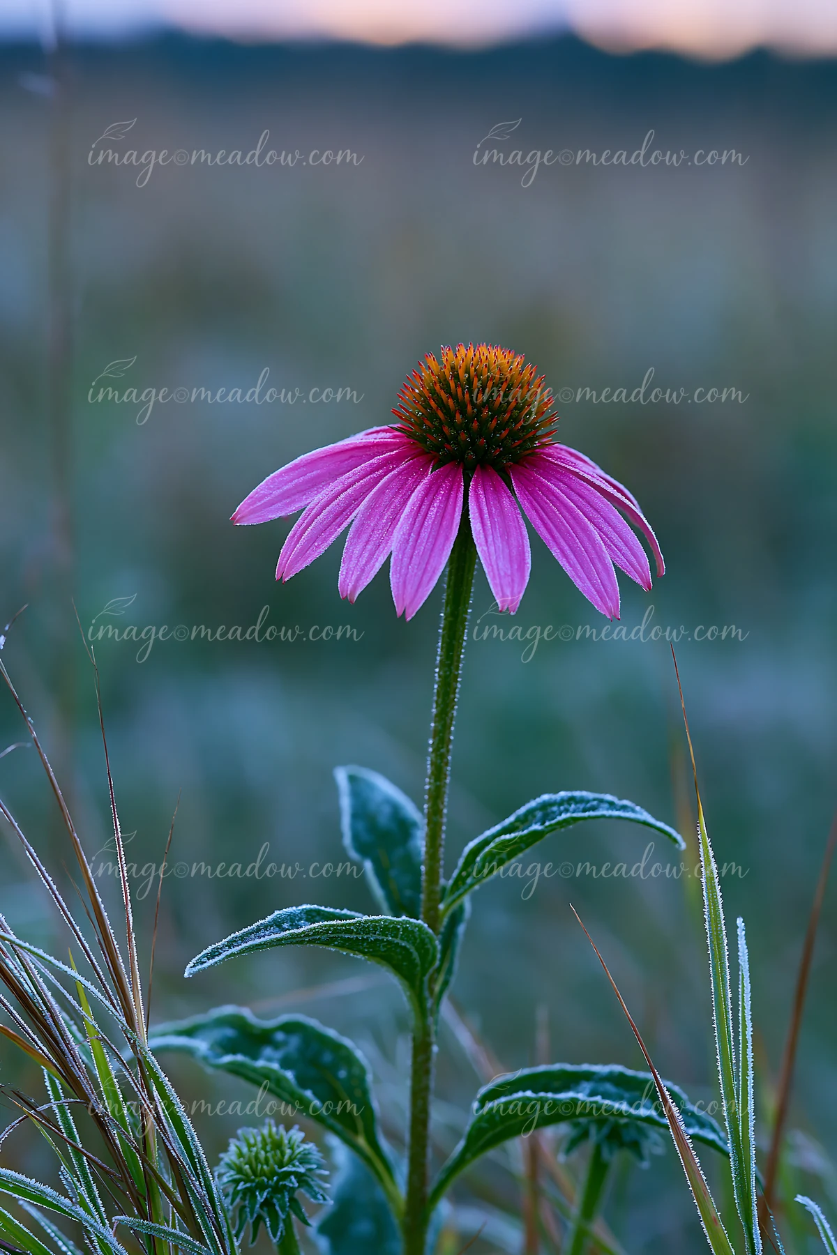 A single pink flower stands tall in a meadow as fog drifts across the ground, highlighting the surrounding green grass and blurred background at dawn.