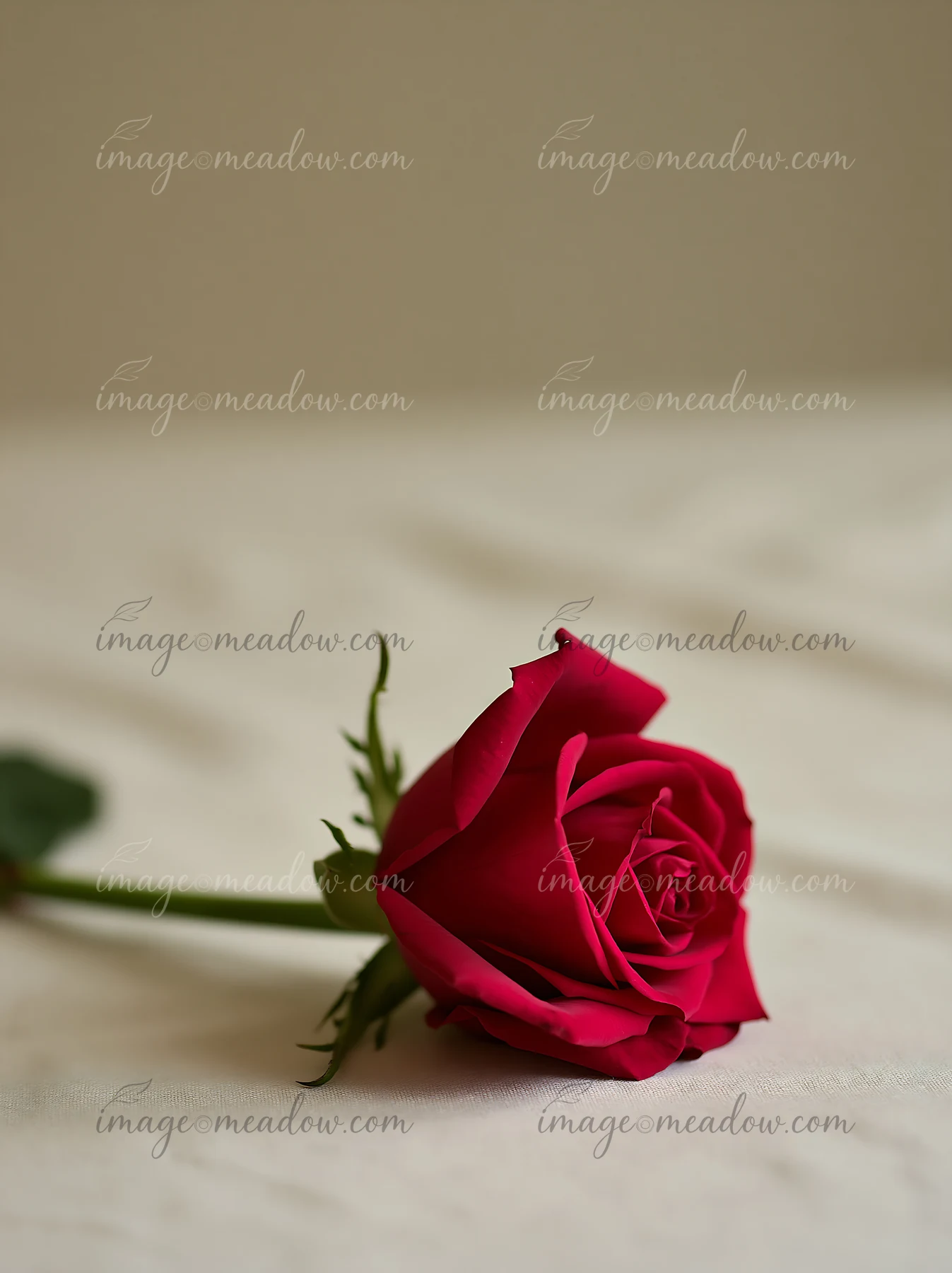 A single red rose rests on a plain surface, showcasing its vibrant petals and delicate green leaves.