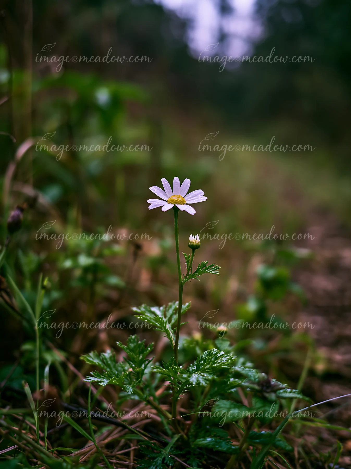 A single wildflower stands on a path in a protected nature reserve.