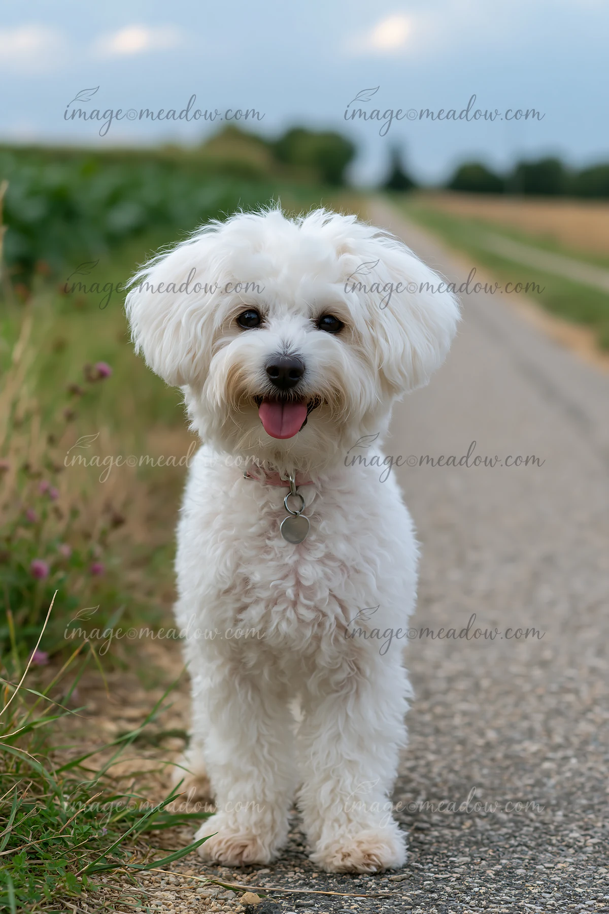 A small, fluffy dog stands on a rural road with green grass and plants on the sides.