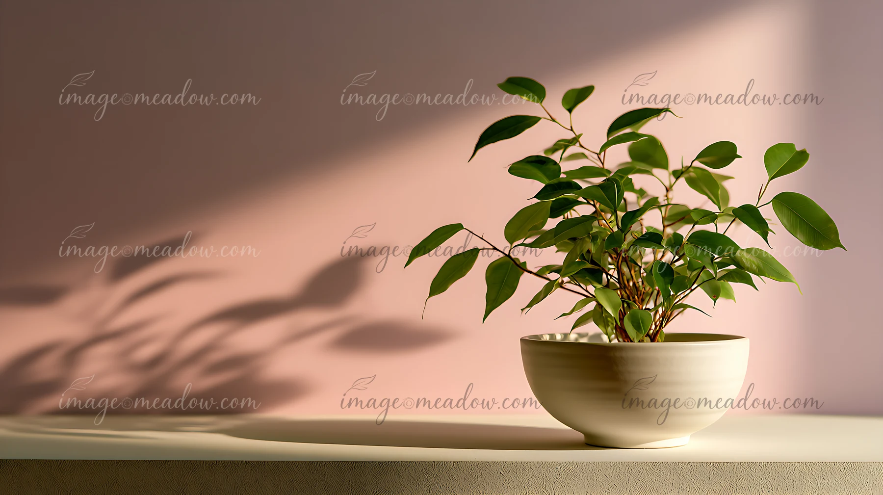 A small green plant sits in a bowl on a minimalistic table.