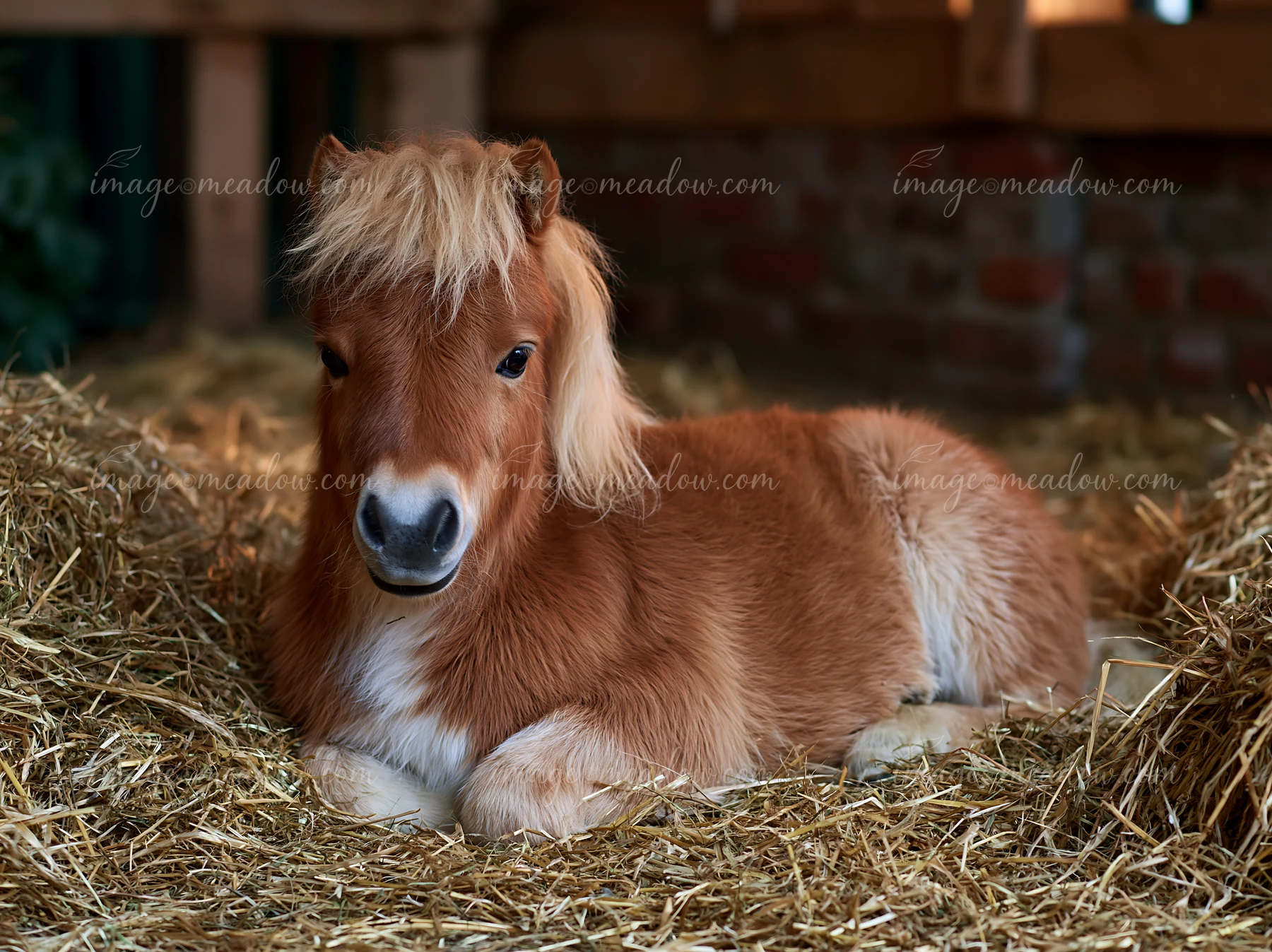 A small horse resting comfortably in straw within a barn.