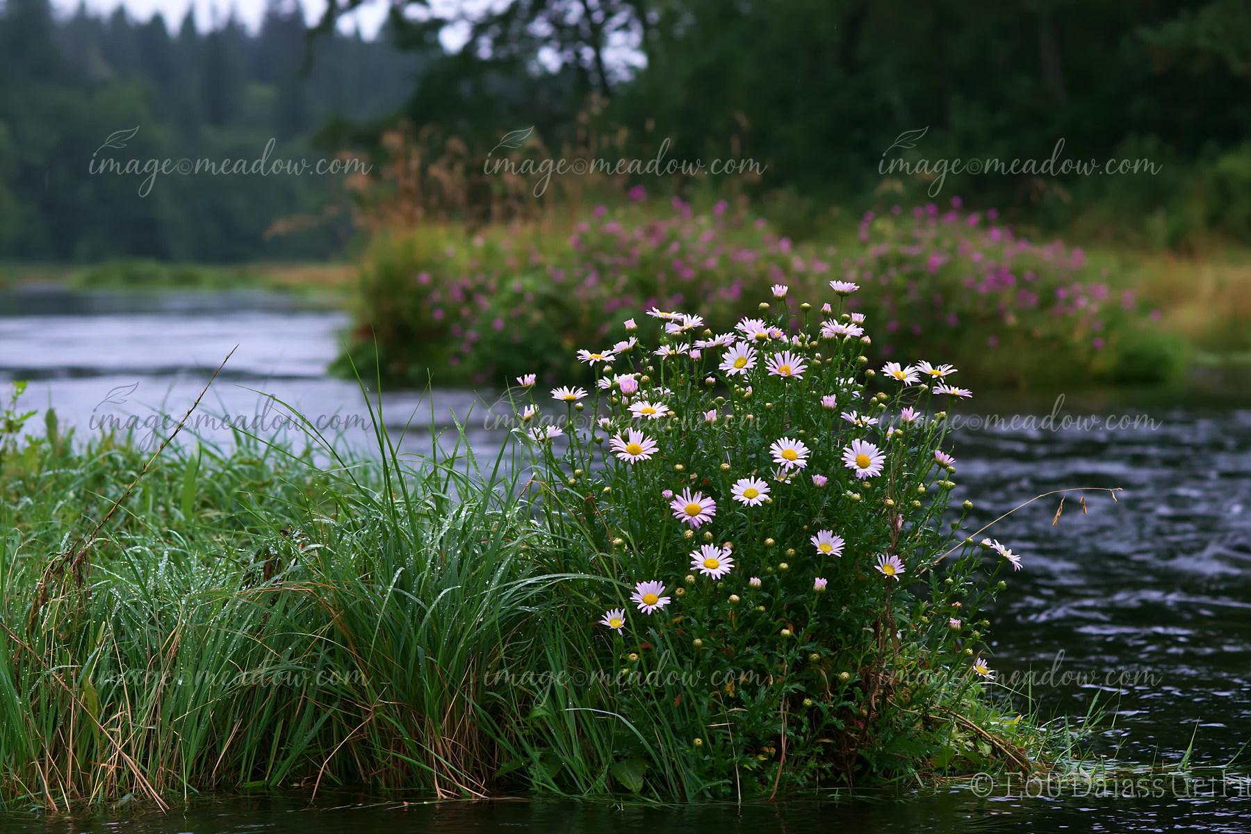 A small island appears in a river with various flowers blooming after rain.