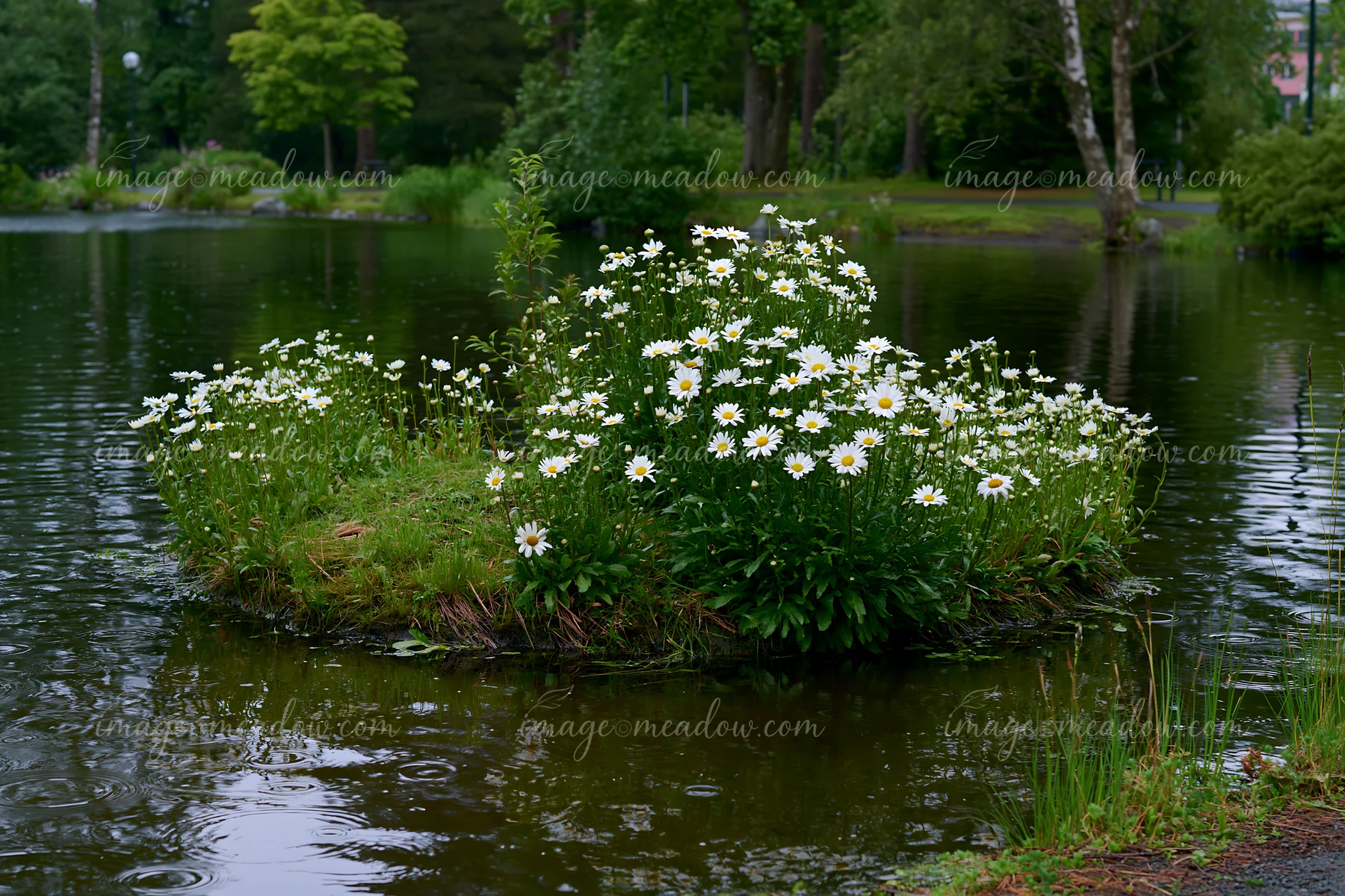 A small island is covered with white flowers, reflecting in the water while raindrops fall around.