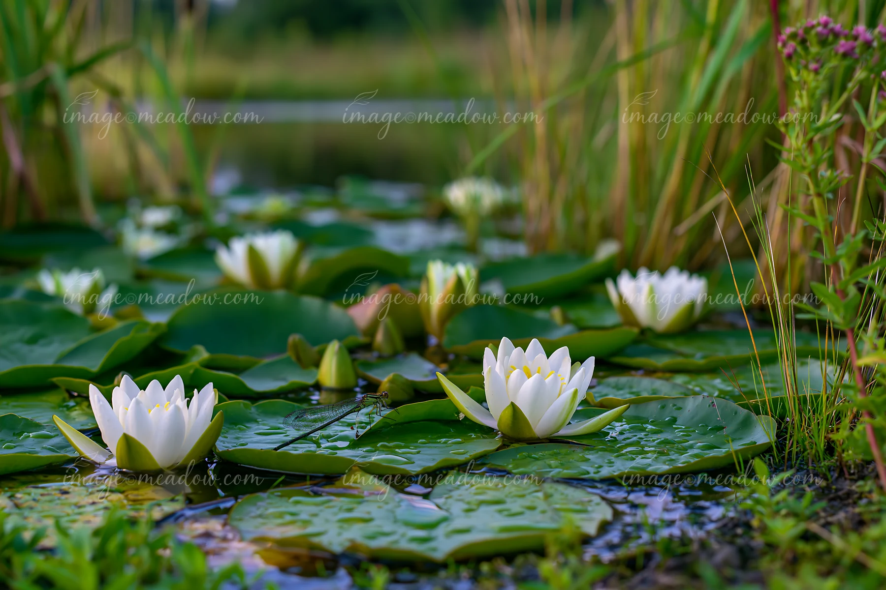 A small pond with white water lilies over green leaves surrounded by tall grass and weeds.
