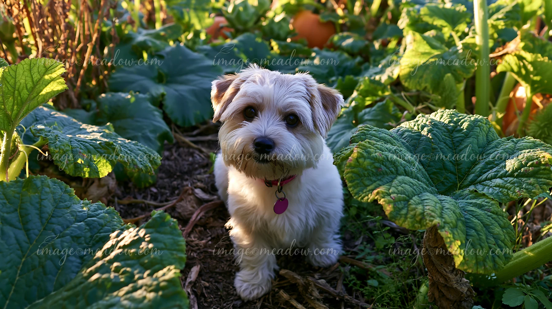 A small rare dog breed photographed from above sits among green plants in a garden, with squash leaves surrounding it during daylight.
