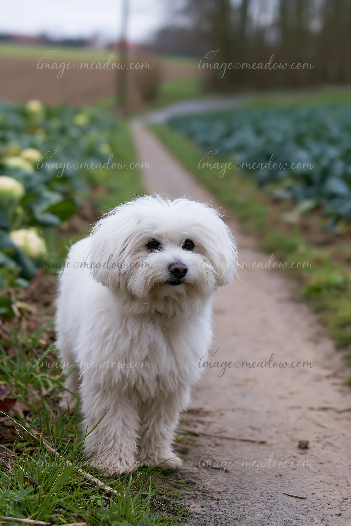 A small rare dog breed walks along a rural road lined with greenery and crops.