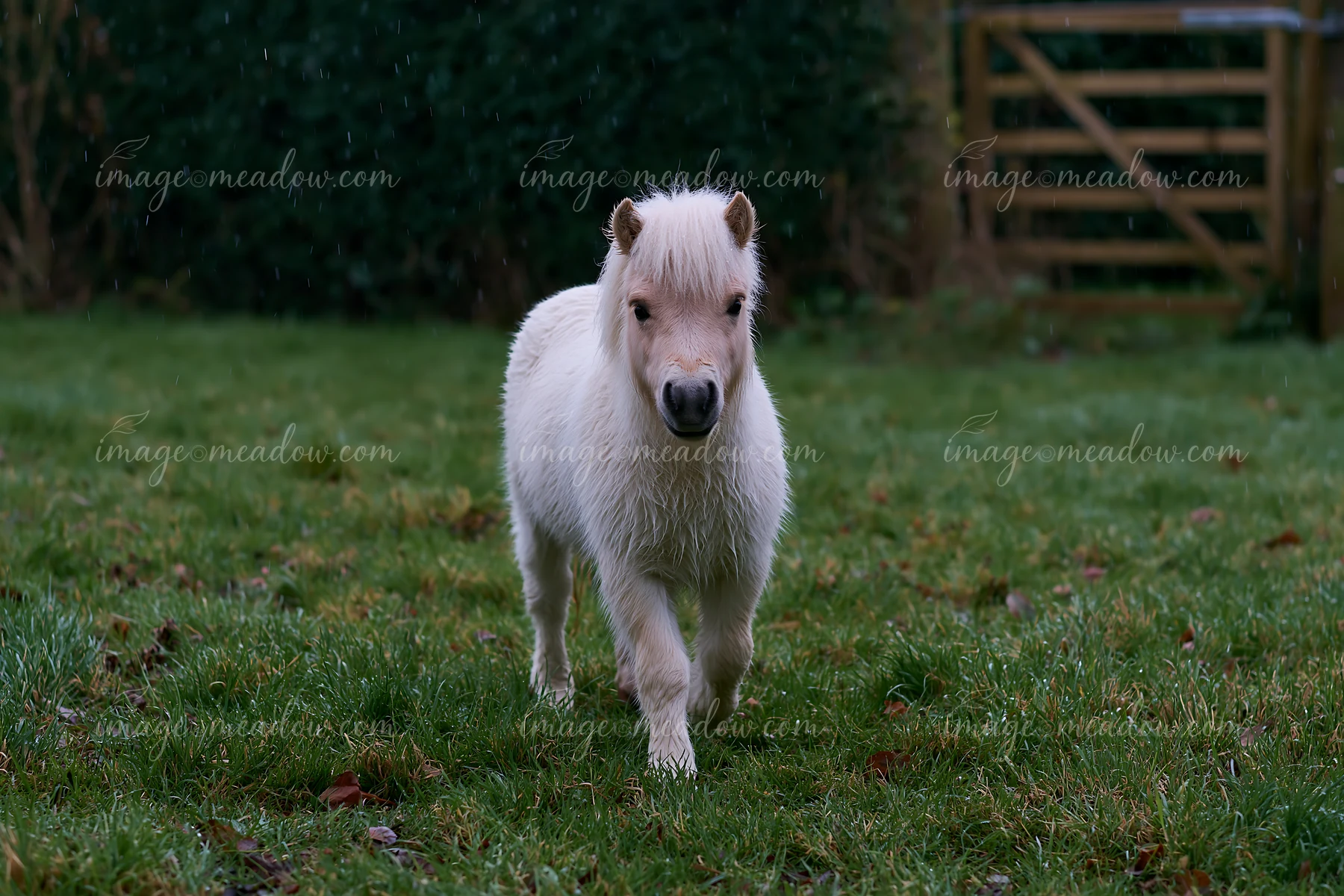 A small white horse walks in a paddock during light rain, surrounded by green grass and trees in the background.