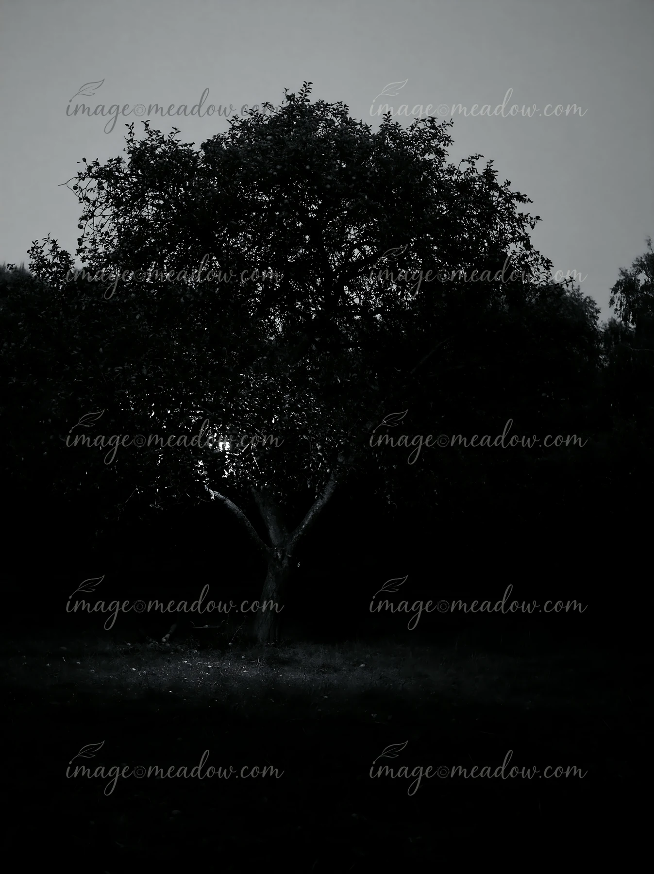 A solitary tree stands in the dark with only a faint light illuminating its branches.
