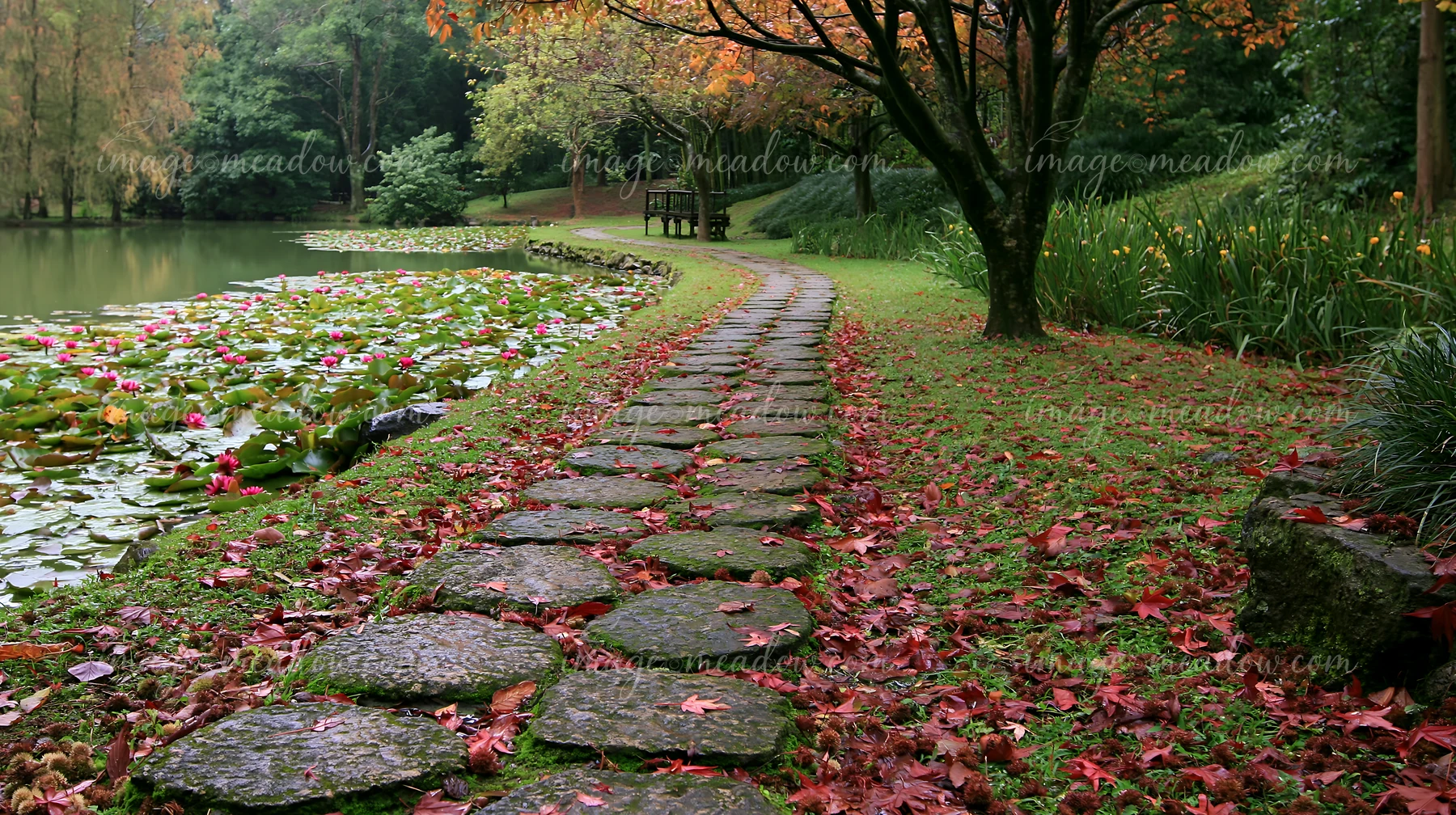 A stone pathway lines a water lily pond in autumn, surrounded by colorful leaves and lush greenery.