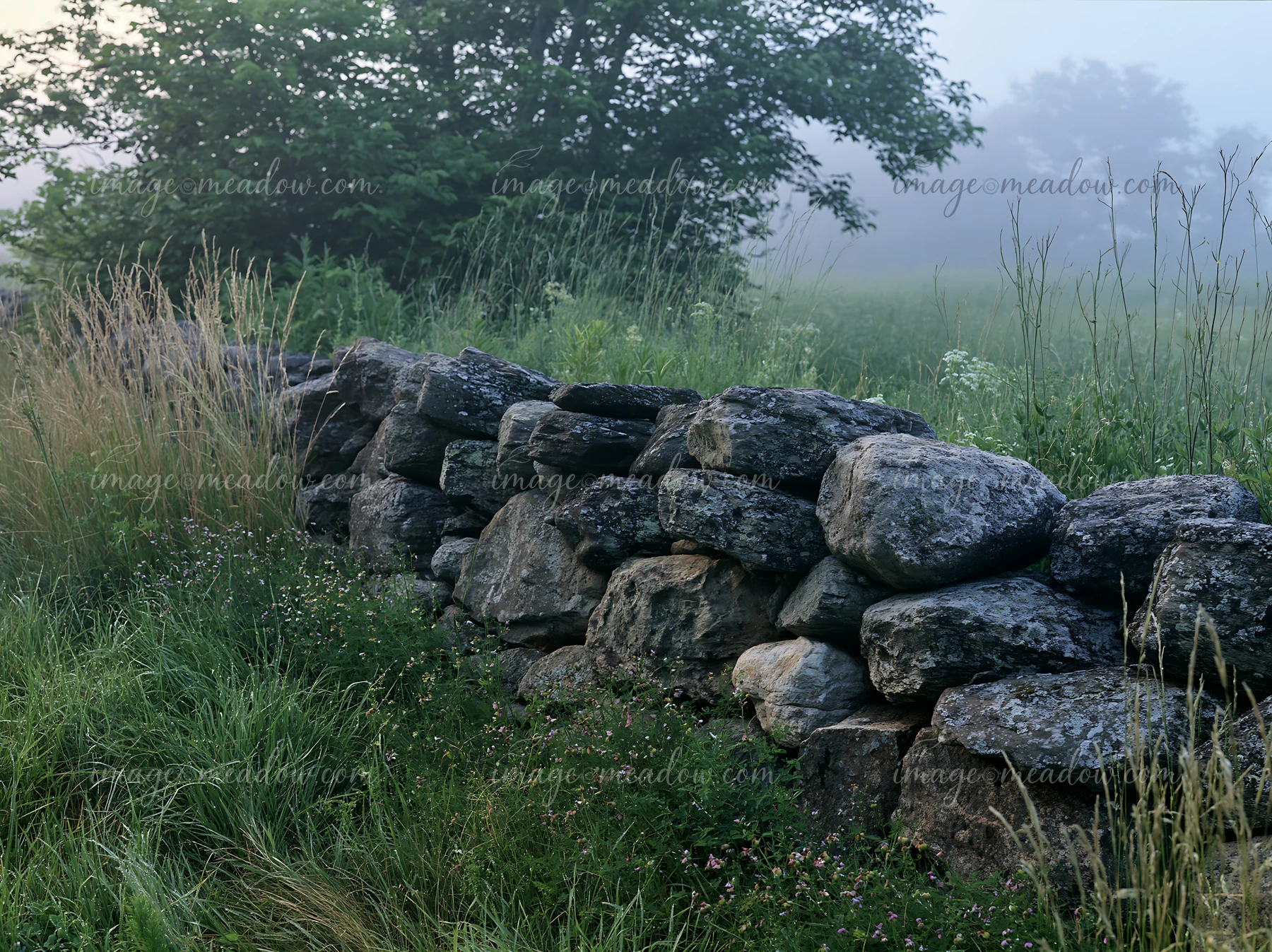 A stone wall lines a meadow in morning mist, surrounded by tall grass and wild plants.