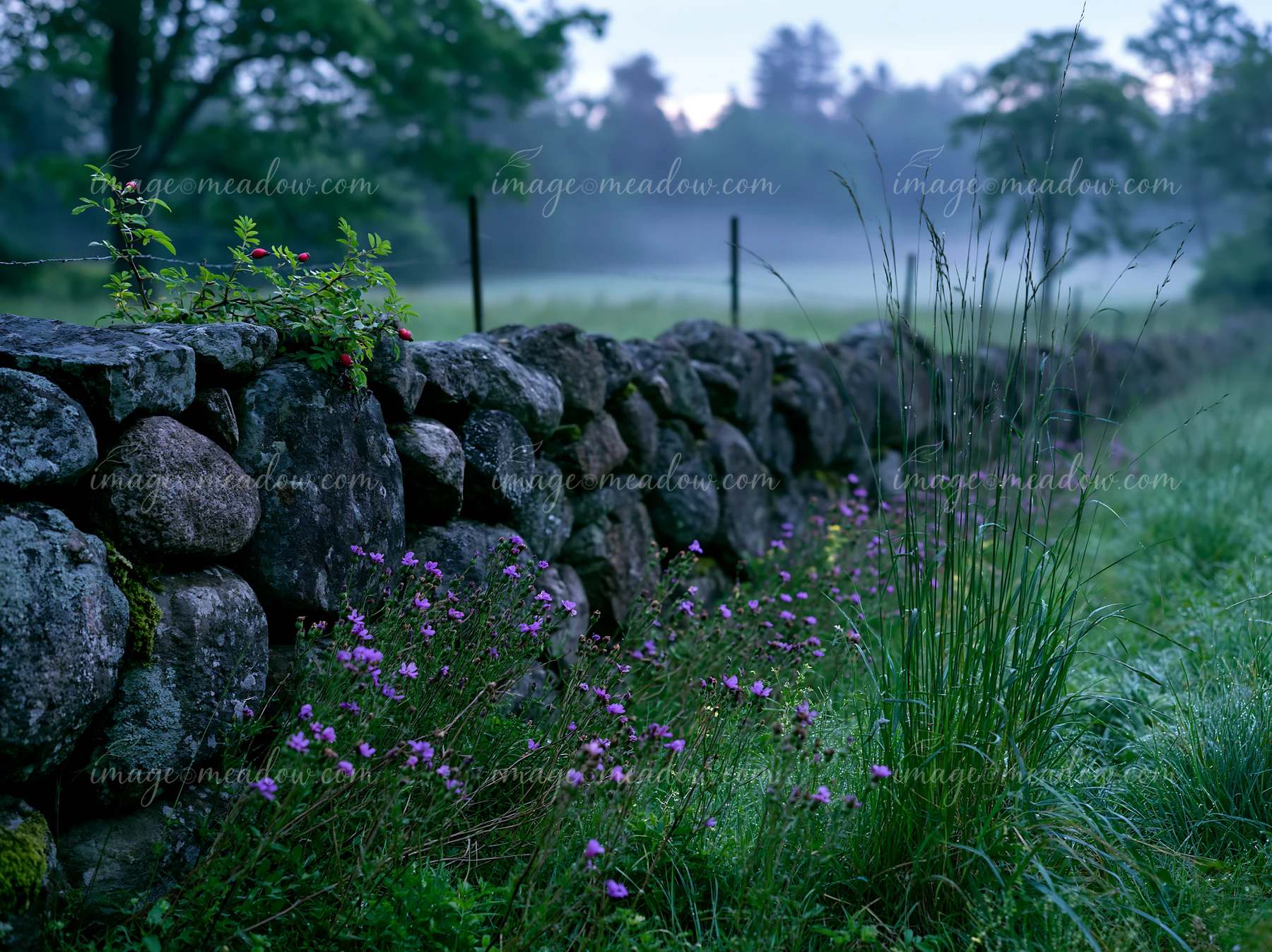 A stone wall runs along a meadow in morning mist.