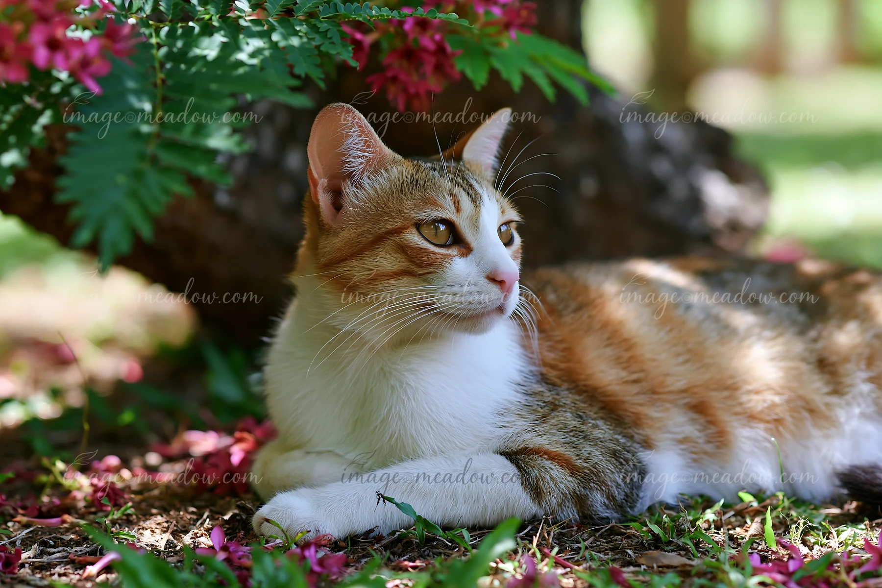 A Suphalak cat lies on the ground surrounded by colorful flowers and grass.
