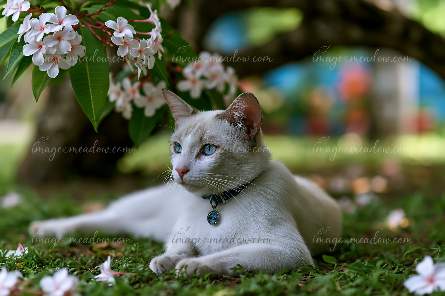 A Suphalak cat portrait captures the animal resting on grass under a tree with blooming flowers.