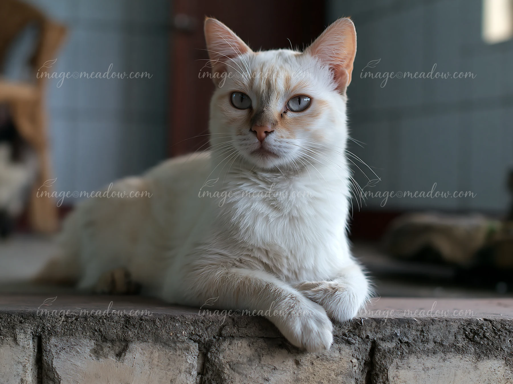 A Suphalak cat rests on a stone surface indoors, showcasing its unique fur and eye color.