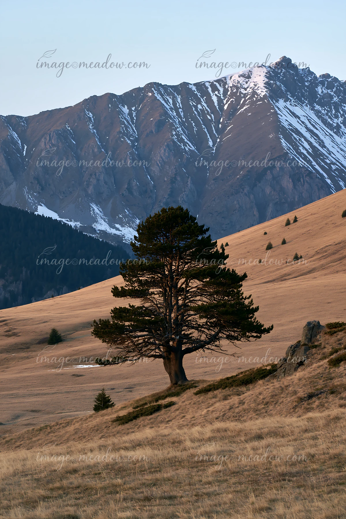 A tall tree stands on a grassy hillside with a high mountain ridge in the background.