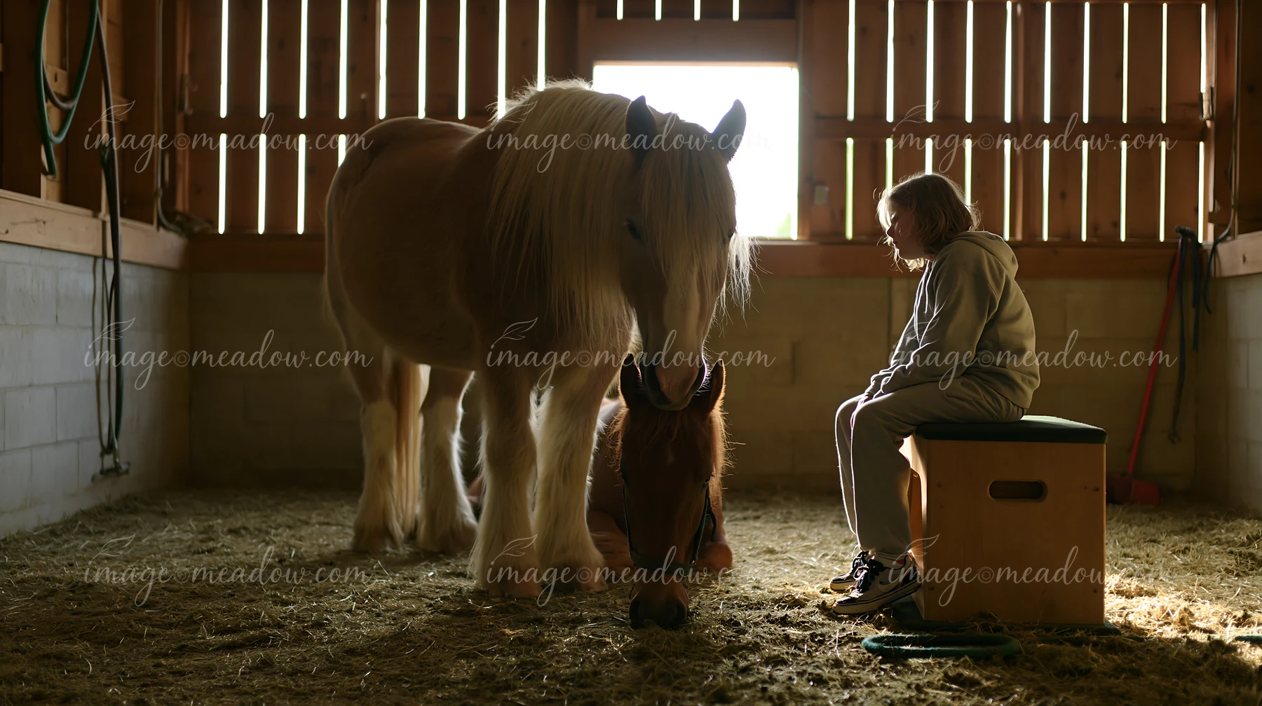 A therapy horse stands near a patient who sits calmly on a stool.