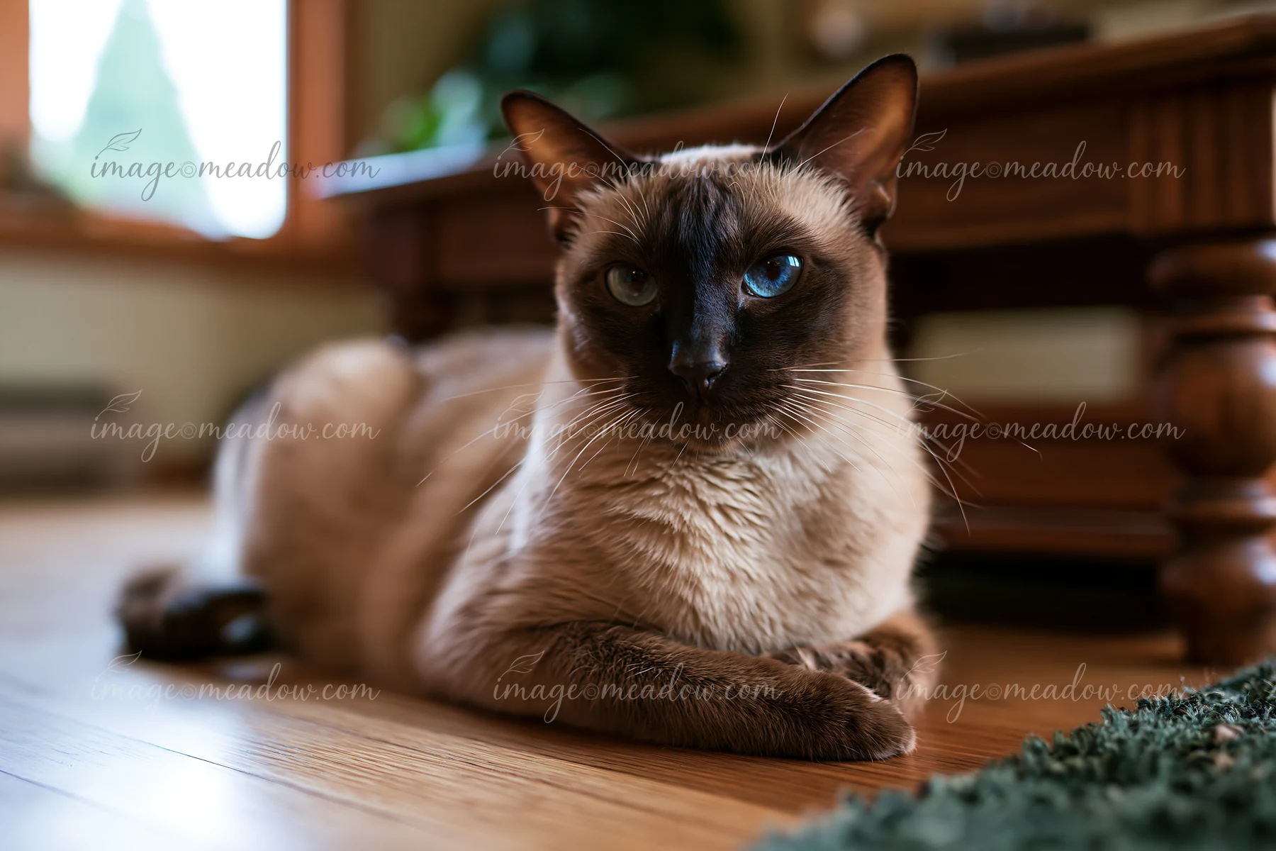 A Tonkinese cat lies on a wooden floor inside a home.