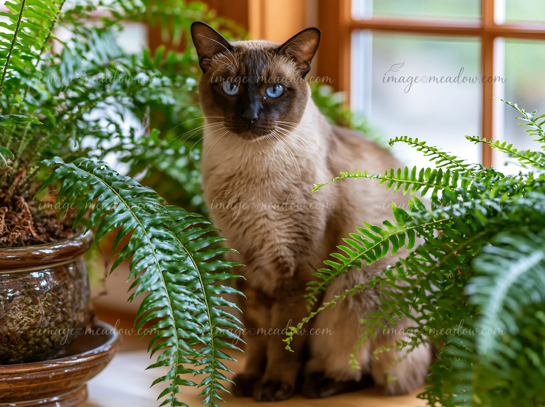 A Tonkinese cat sits among green ferns near a bright window.