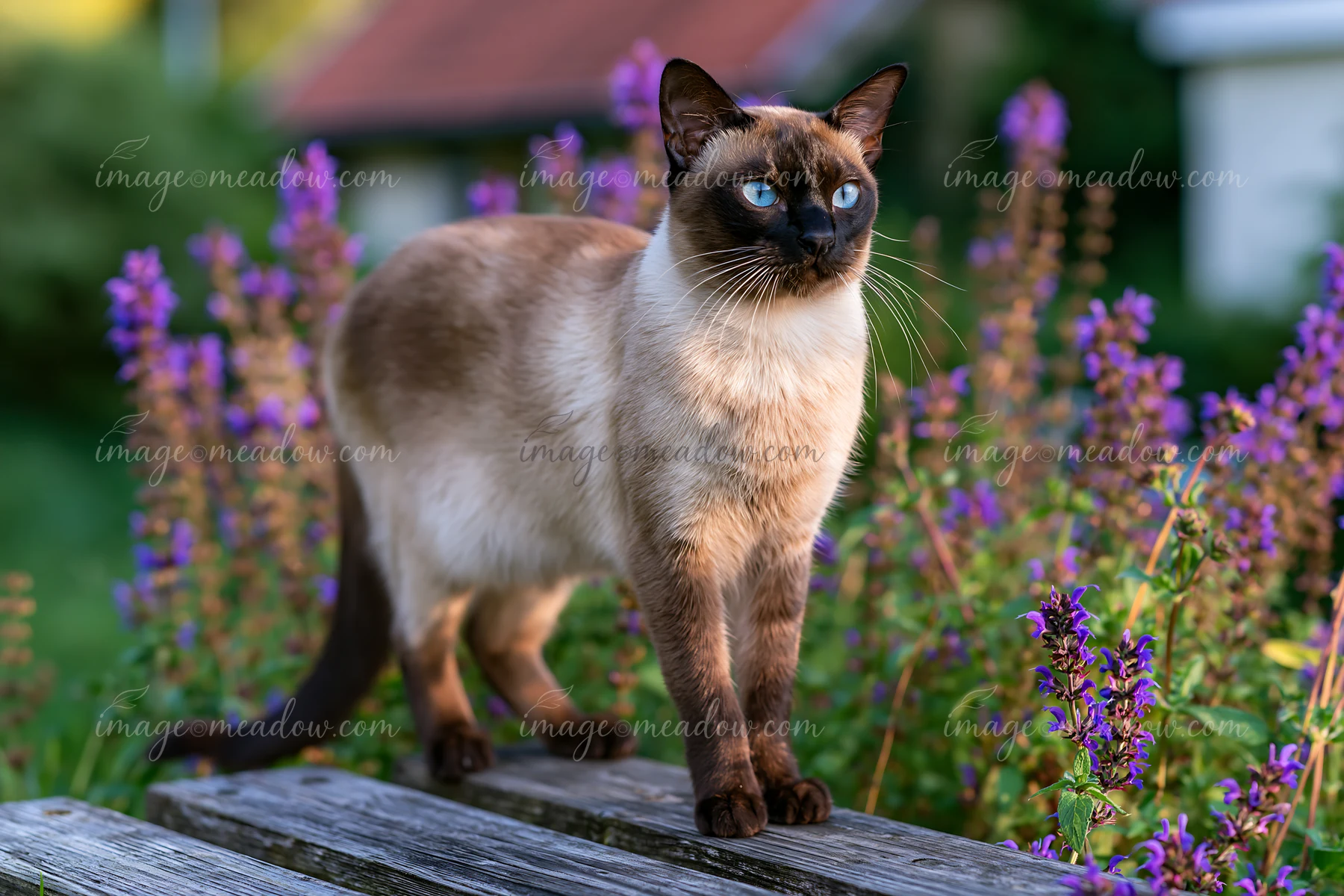 A Tonkinese cat stands on wooden beams surrounded by purple flowers in a garden.