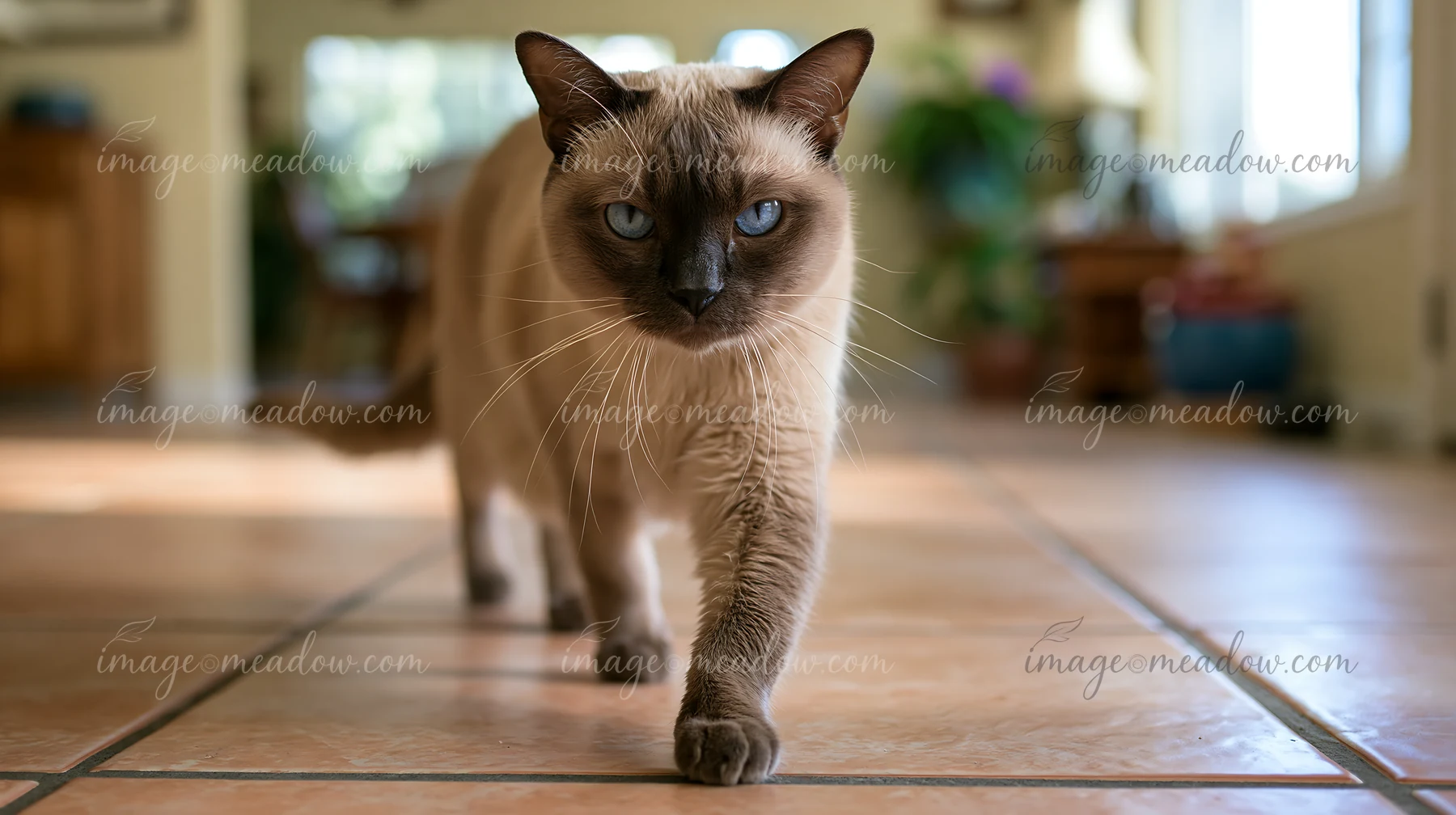A Tonkinese cat walks confidently across a tiled floor in a bright home.