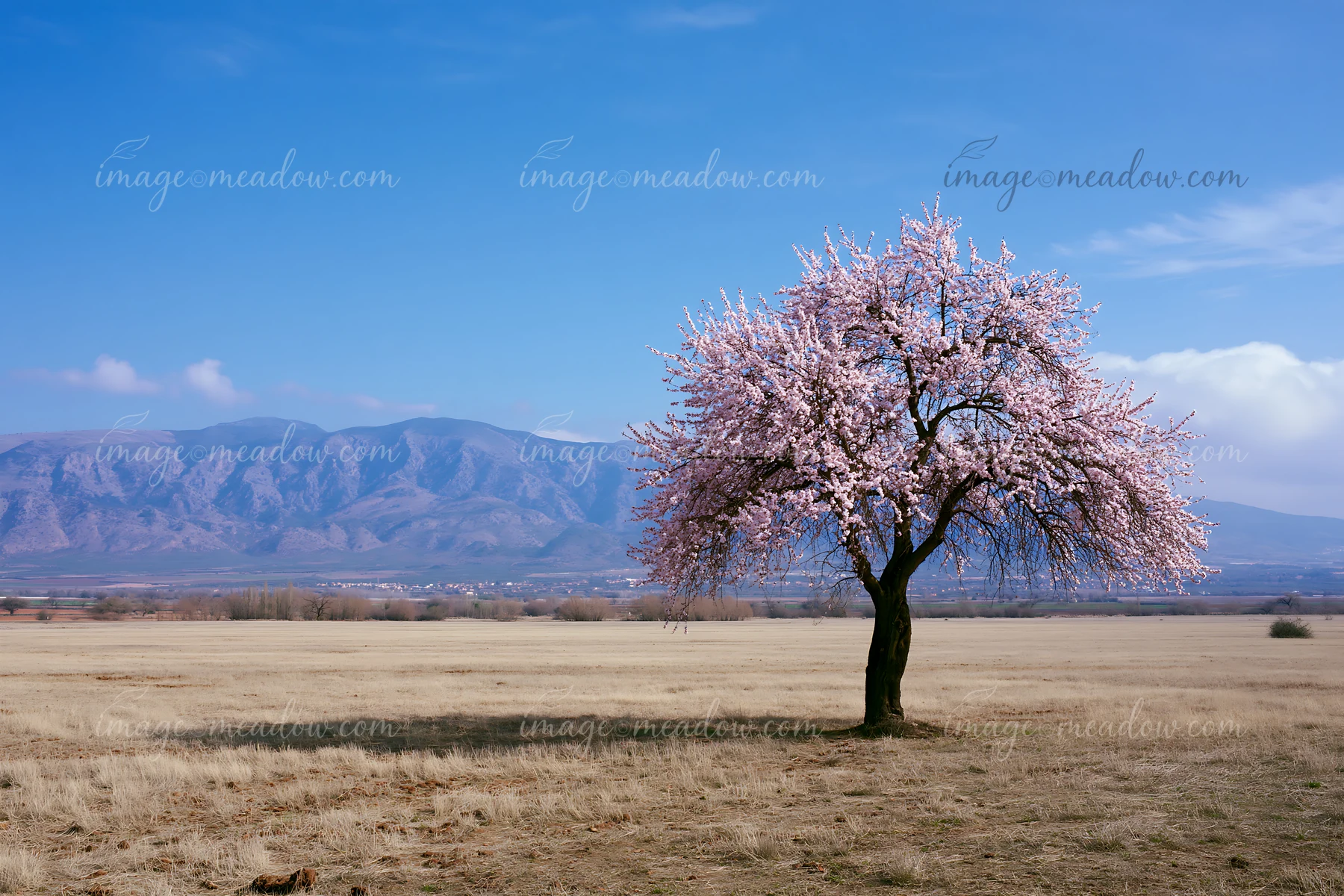 A tree covered with pink flowers stands alone in a grassy field with mountains in the background.