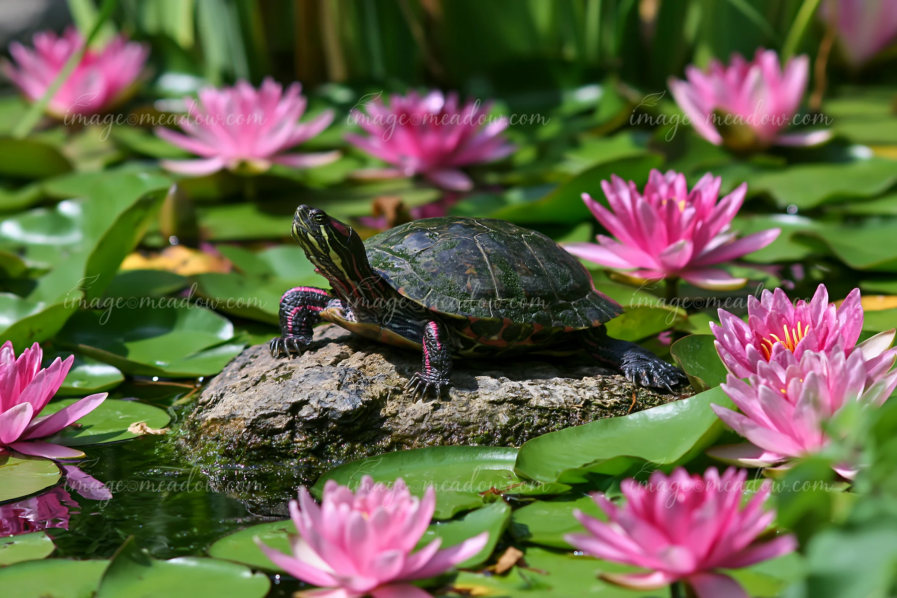 A turtle rests on a rock in a small pond with pink water lilies surrounding it.