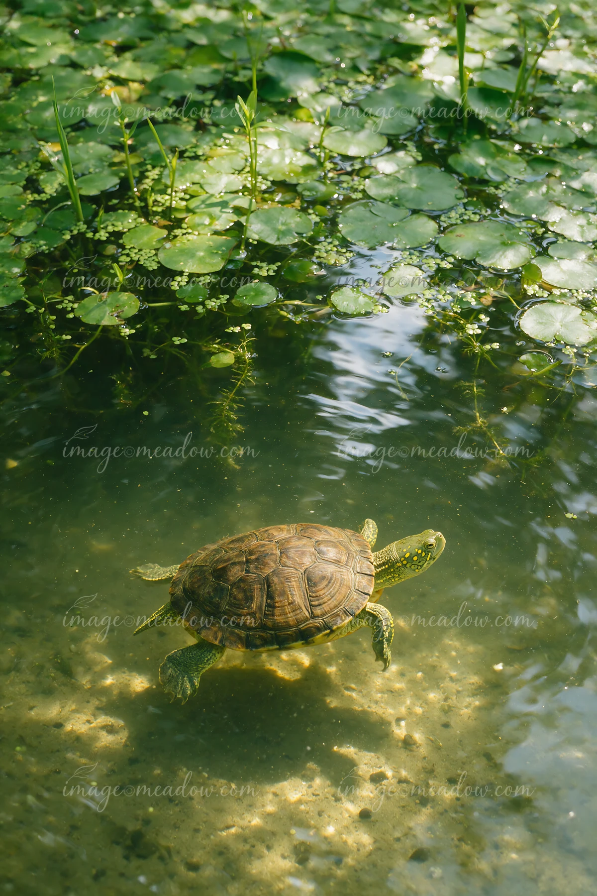A turtle swims beneath lily pads and aquatic plants in a sunlit freshwater pond.