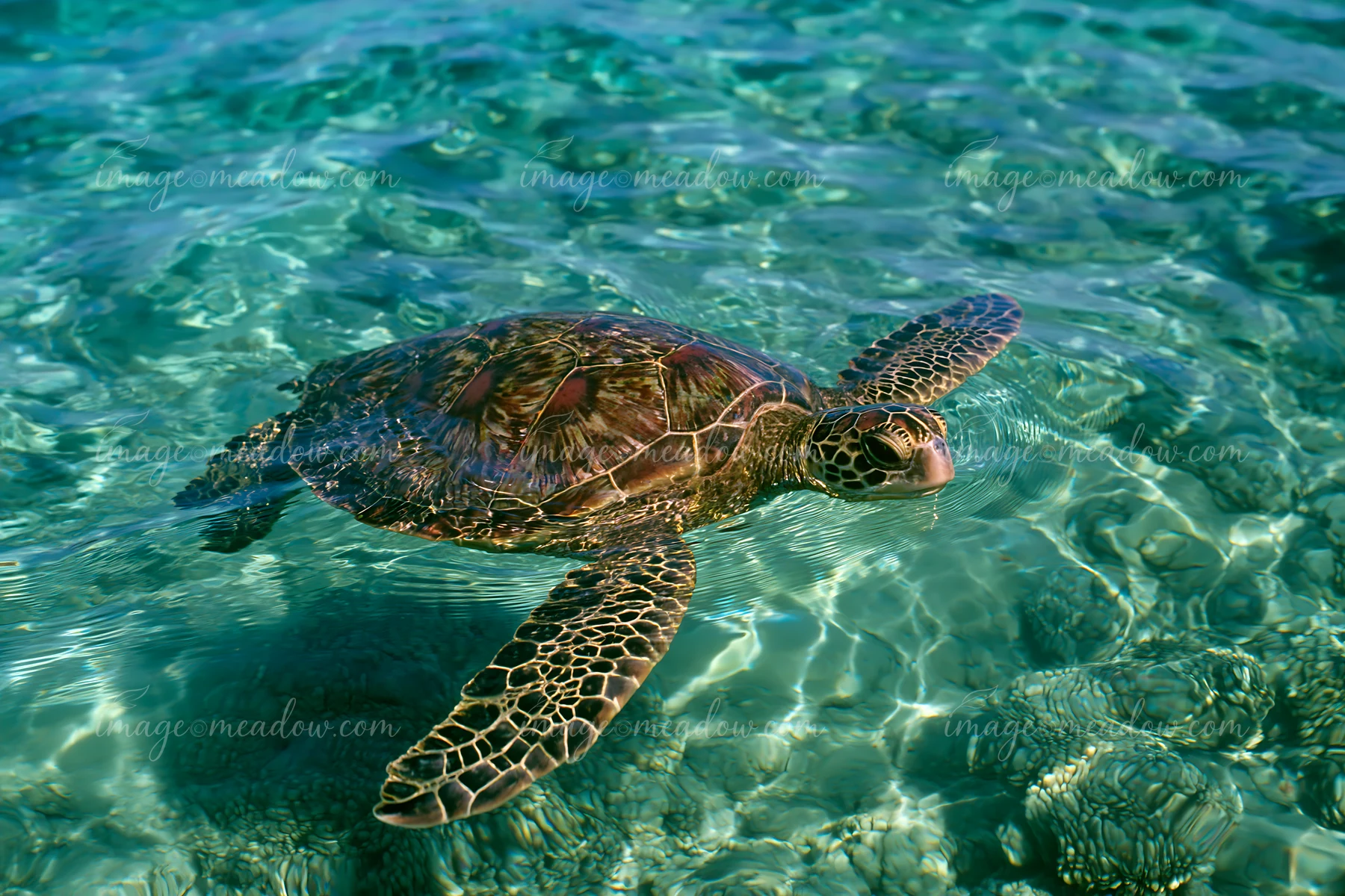 A turtle swims in clear water near a coastline with protected marine habitat.