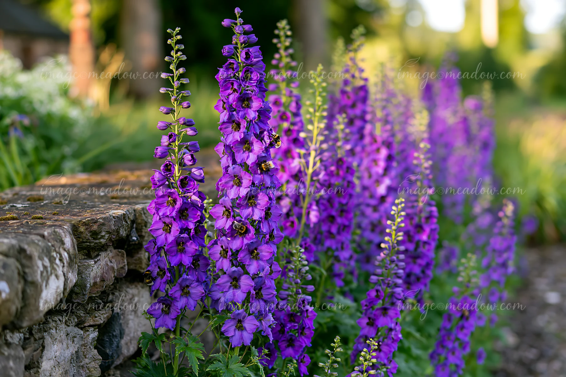 A vibrant delphinium flower border grows near a stone wall, showcasing tall purple blooms under soft daylight.