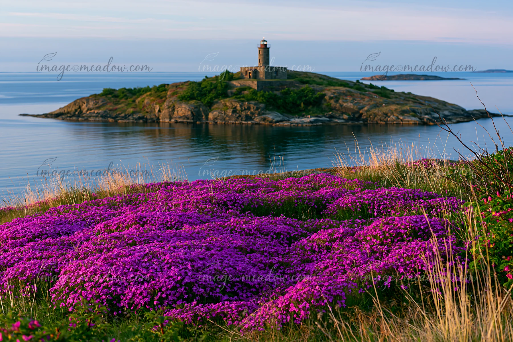 A vibrant field of purple flowers covers the foreground as a lighthouse stands on a rocky island in the background.