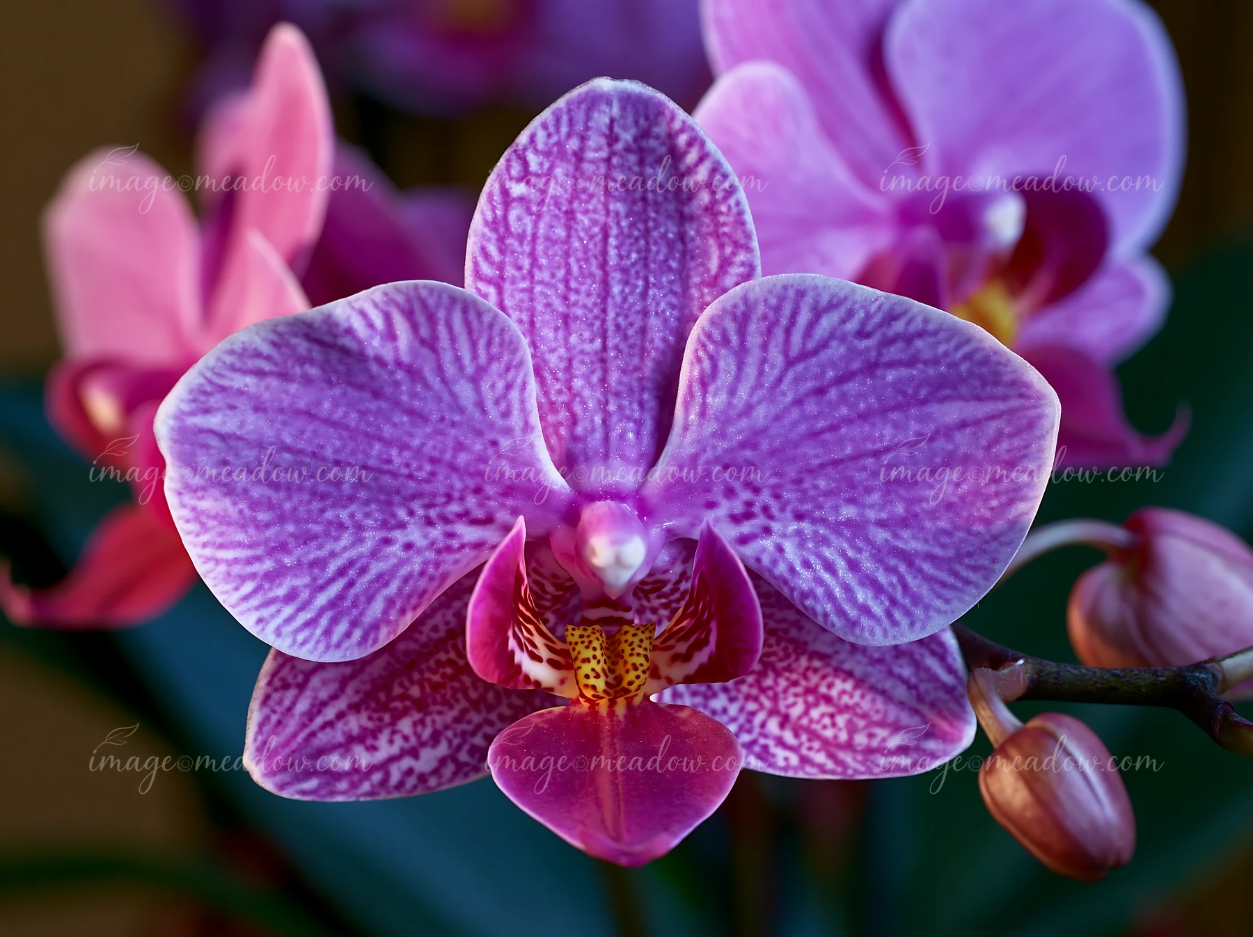 A vibrant orchid flower on a windowsill, showcasing detailed pink and purple blooms.