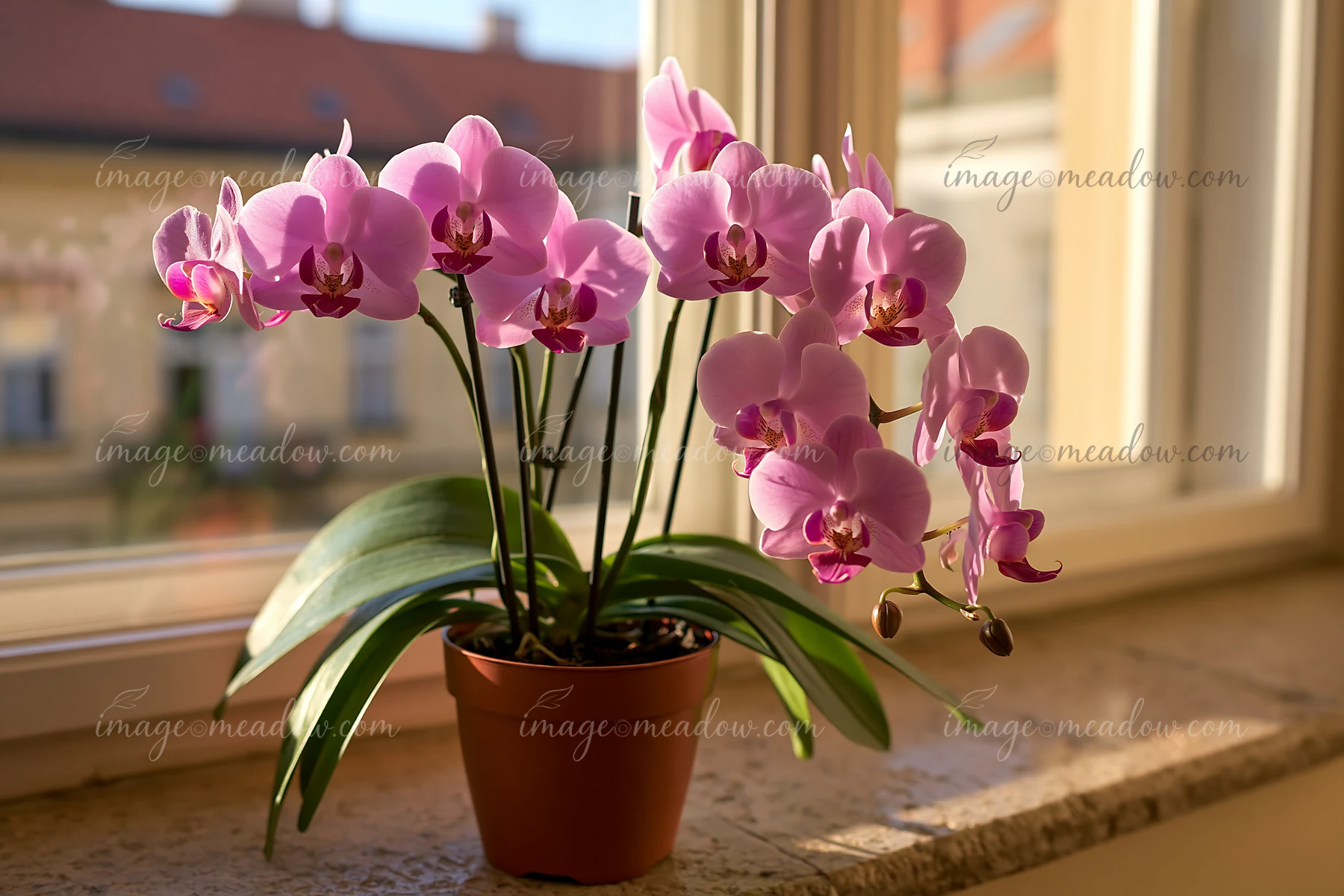 A vibrant orchid flower on windowsill displays pink blooms and green leaves in a sunlit room.