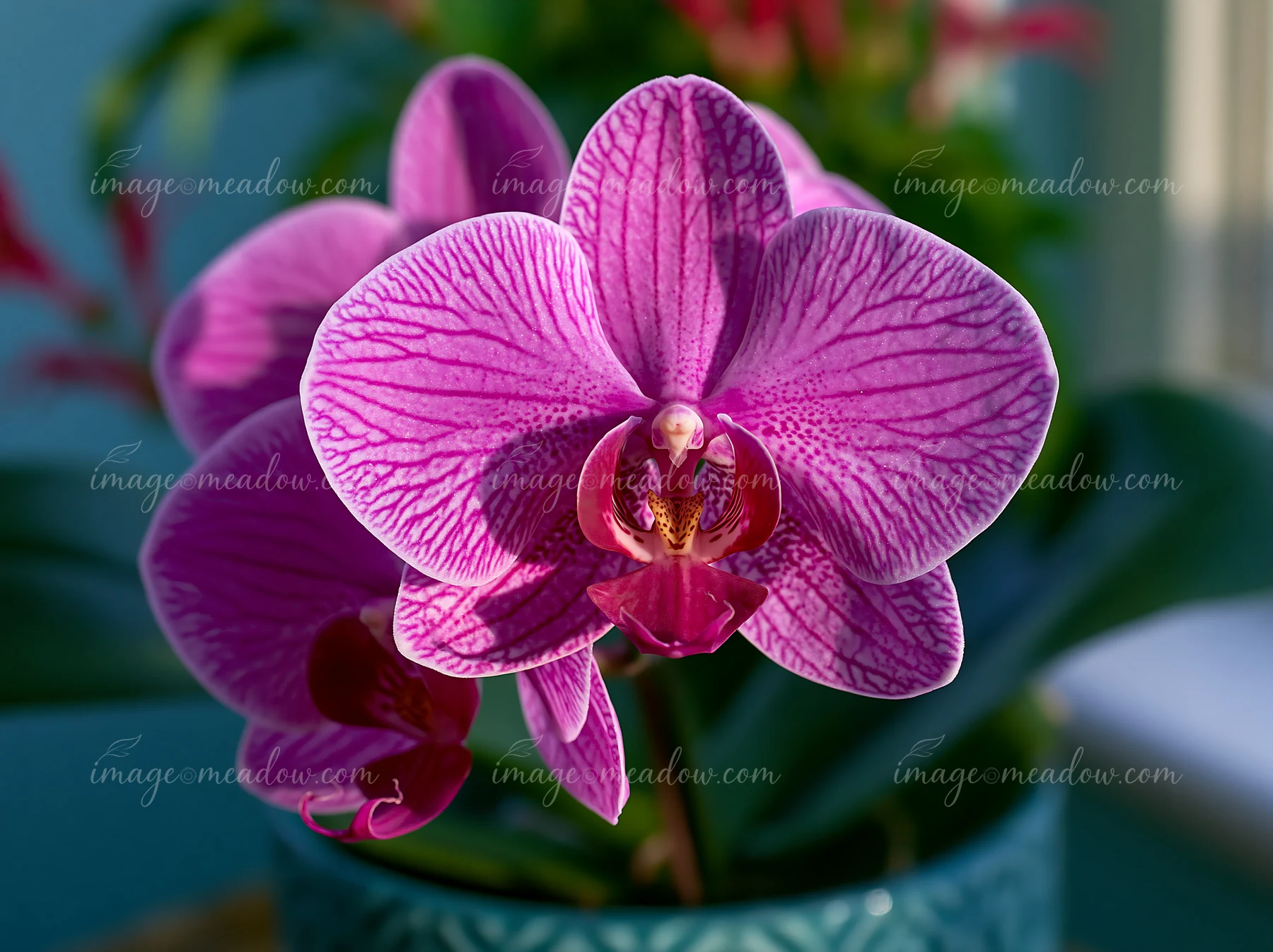 A vibrant purple orchid flower is displayed on a windowsill with sunlight streaming in, highlighting its intricate details.
