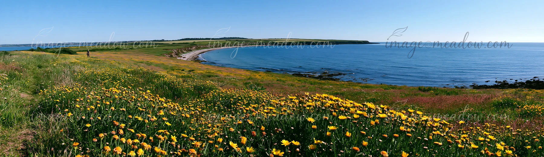 A vibrant wildflower field spreads across the land next to a calm sea under a clear blue sky.