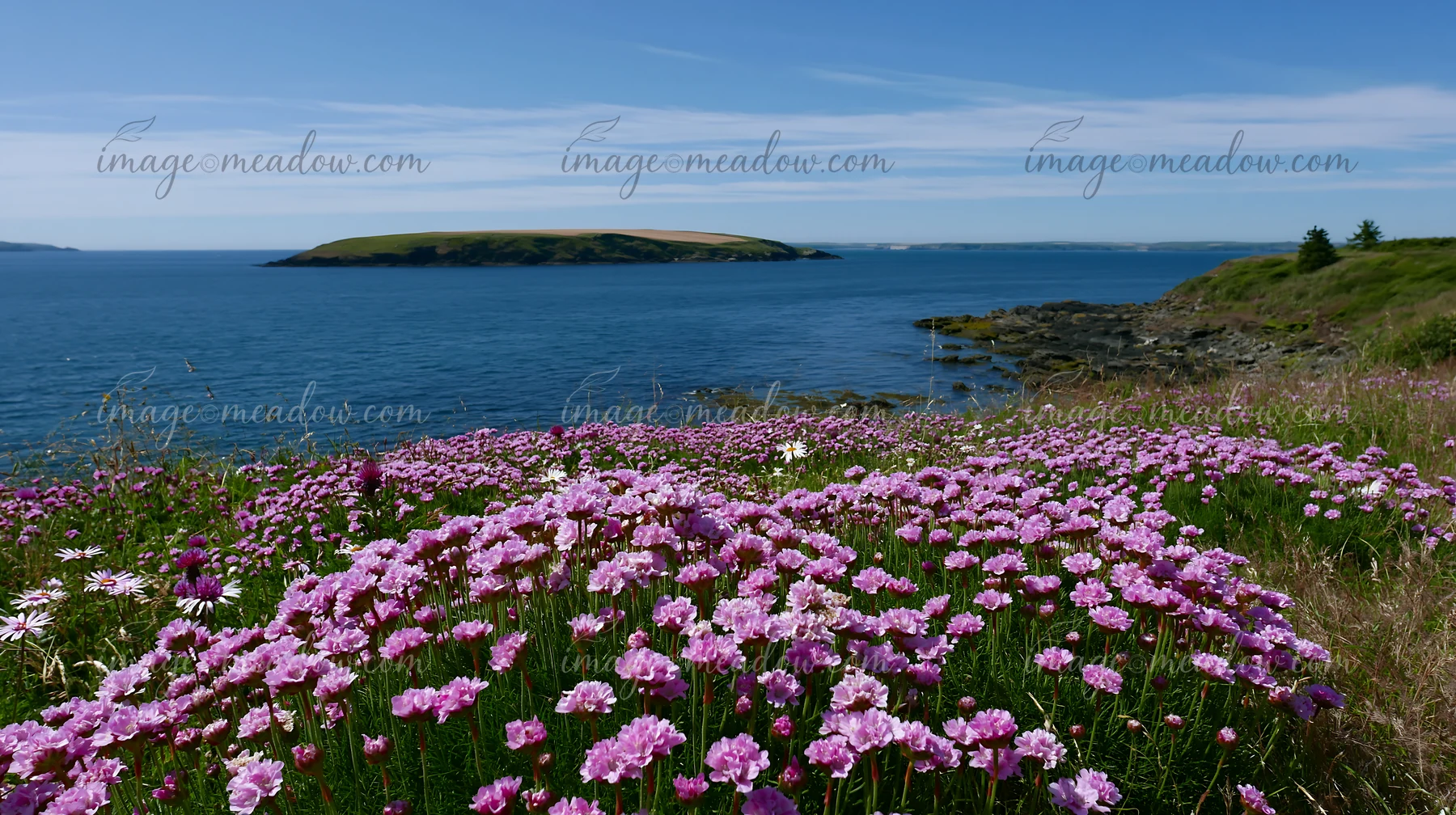 A view of a coastline covered in sea fog, showing vibrant flowers in the foreground and calm waters in the background.