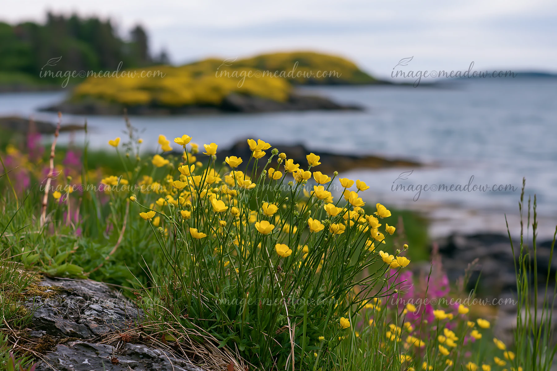 A view of yellow buttercups blooming along the shore, with a distant island covered with more buttercups visible.