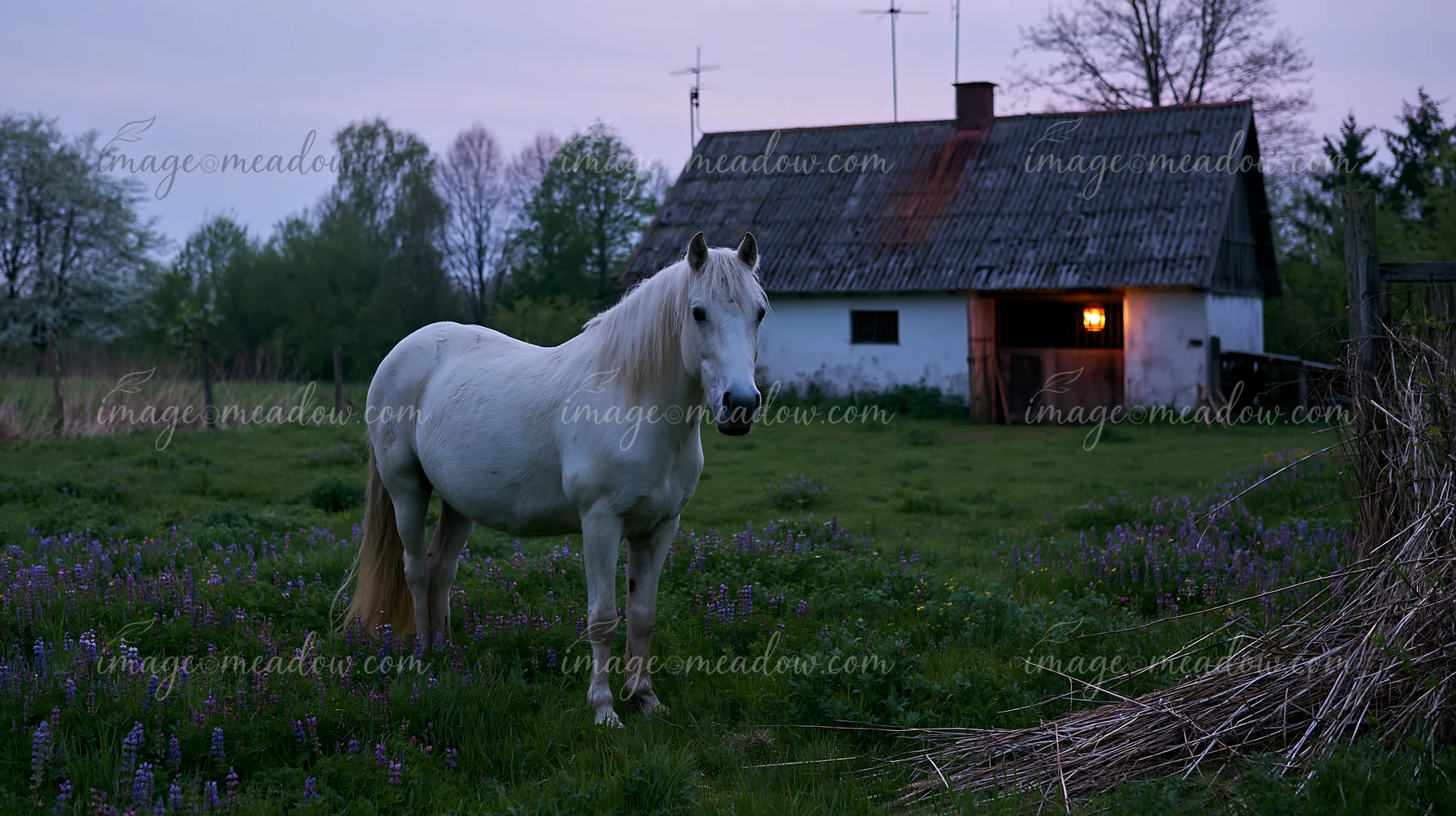 A white horse stands in a grassy field near a stable that has a lantern glowing in the doorway.