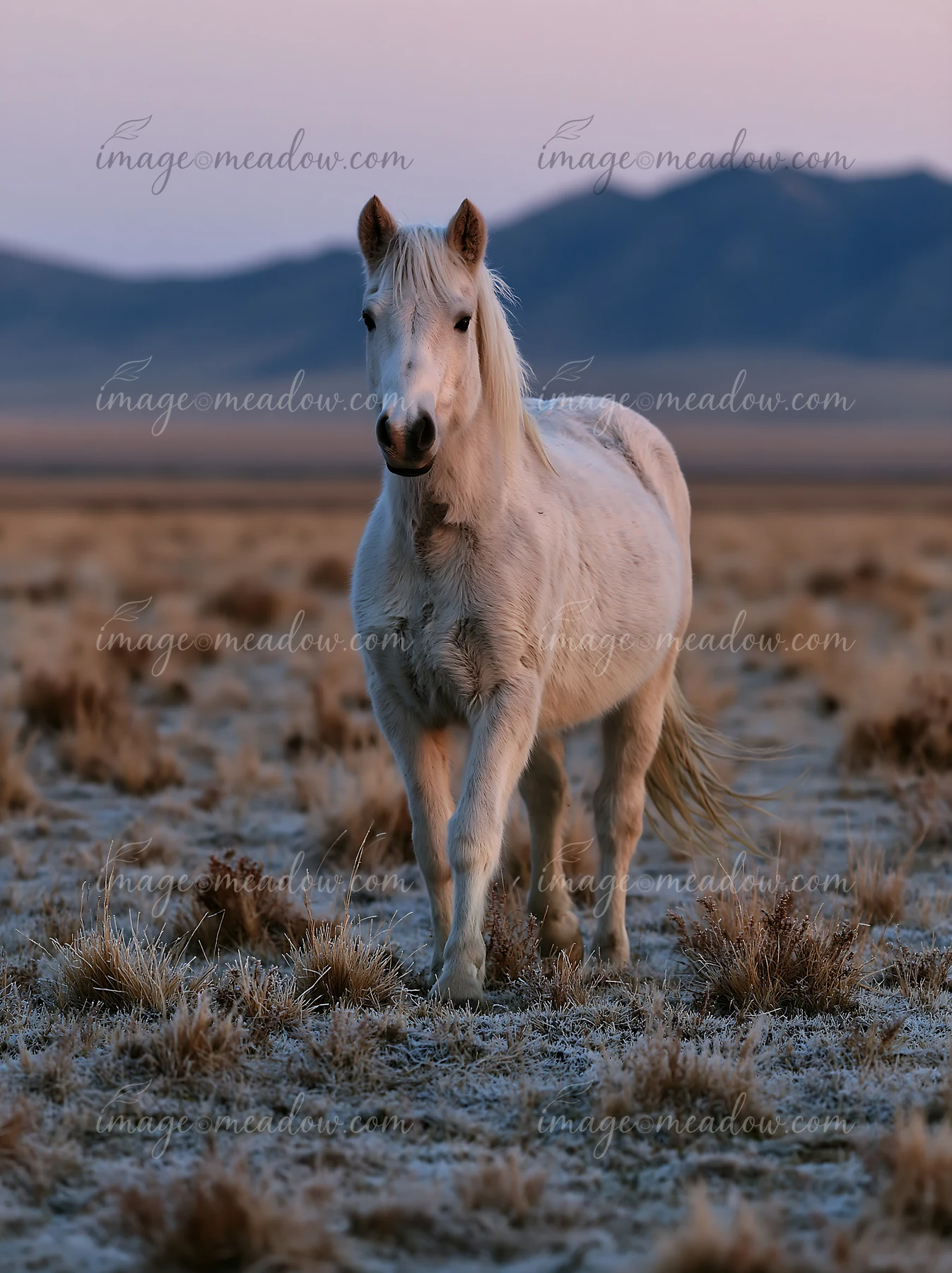 A white horse walks through a dry, open landscape during dusk.