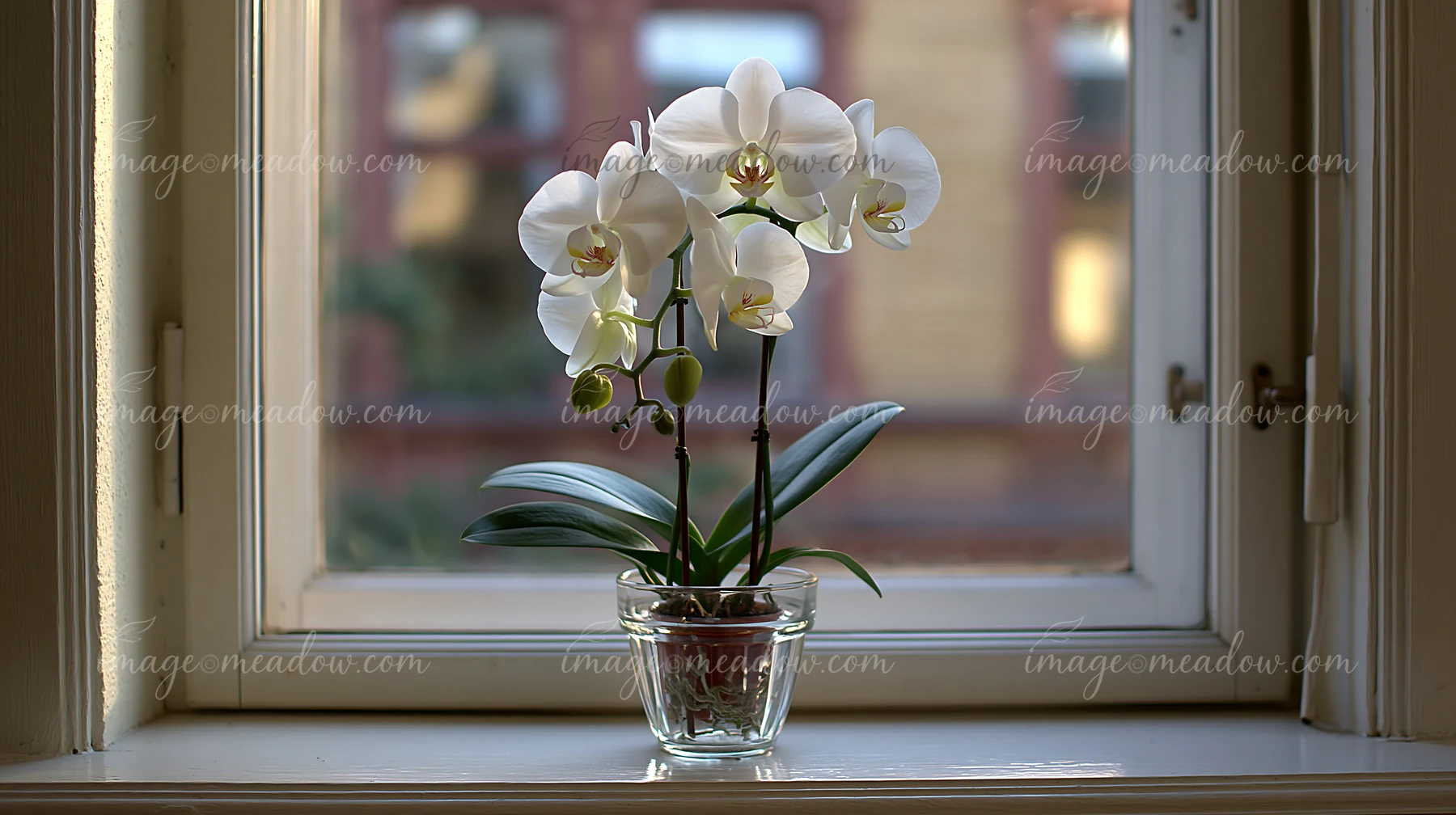 A white orchid flower on a windowsill is displayed in a clear glass pot.