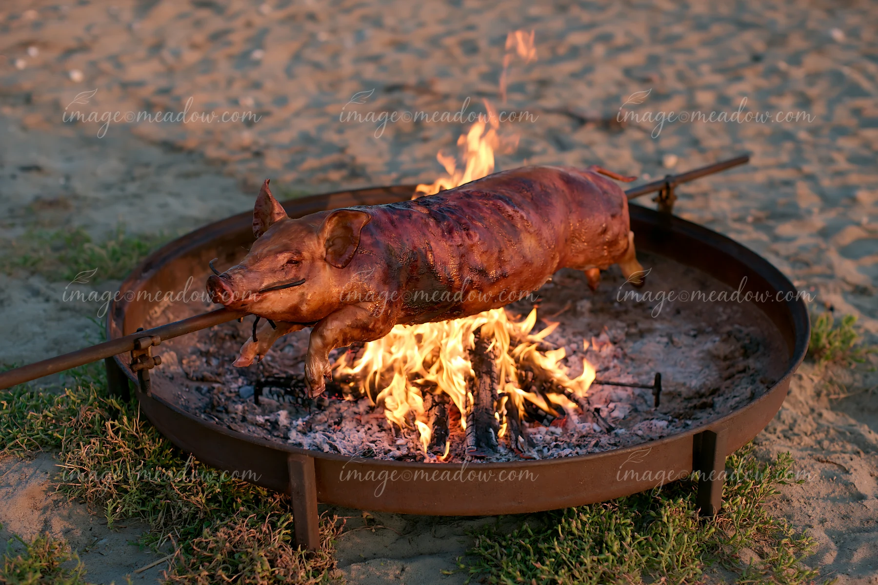 A whole pig is slowly roasting on a spit over an open fire.